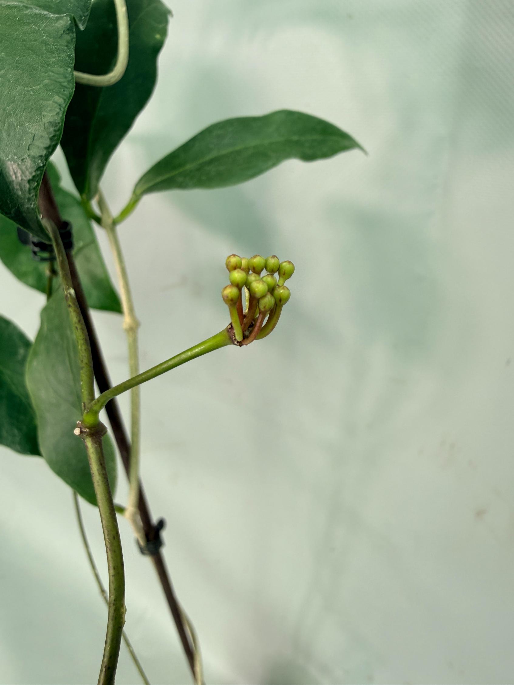 Hoya sp. 'ut 030' XL 03