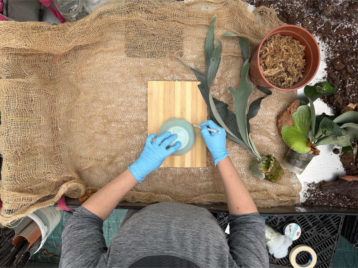 Mounting on the board (platycerium)