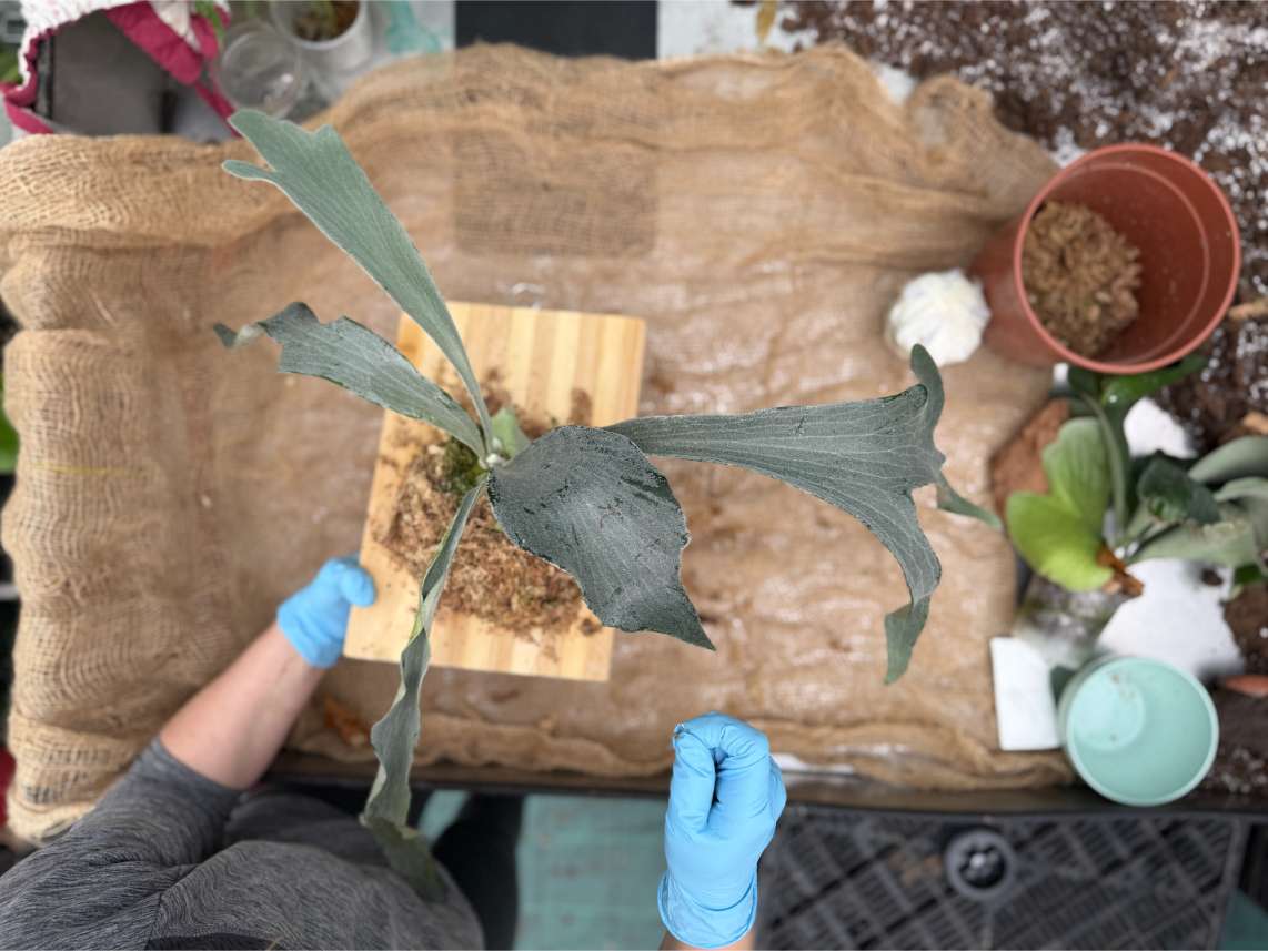 Mounting on the board (platycerium)