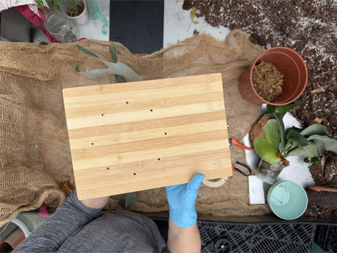 Mounting on the board (platycerium)