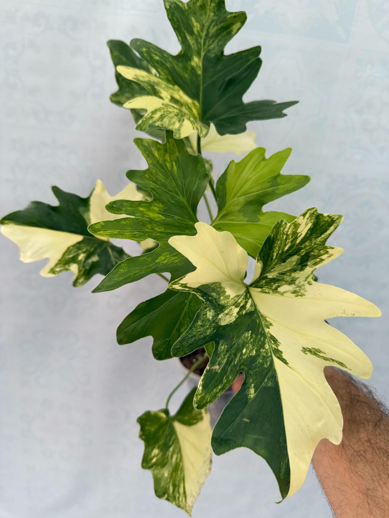 philodendron selloum hope variegated Thaumatophyllum Bipinnatifidum variegated