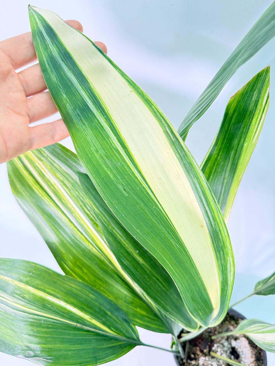 Aspidistra Elatior Variegata 02