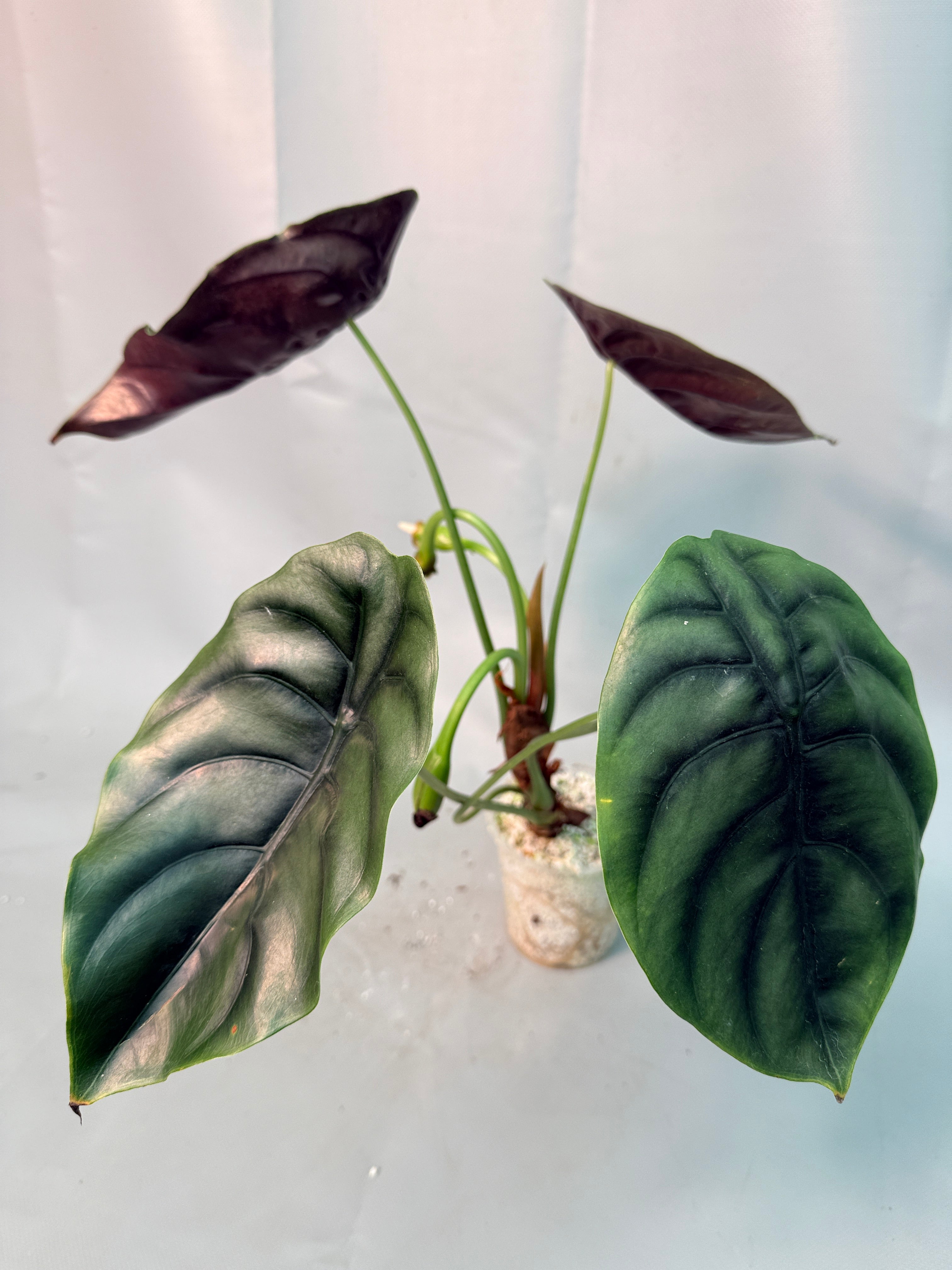 Alocasia Cuprea 01