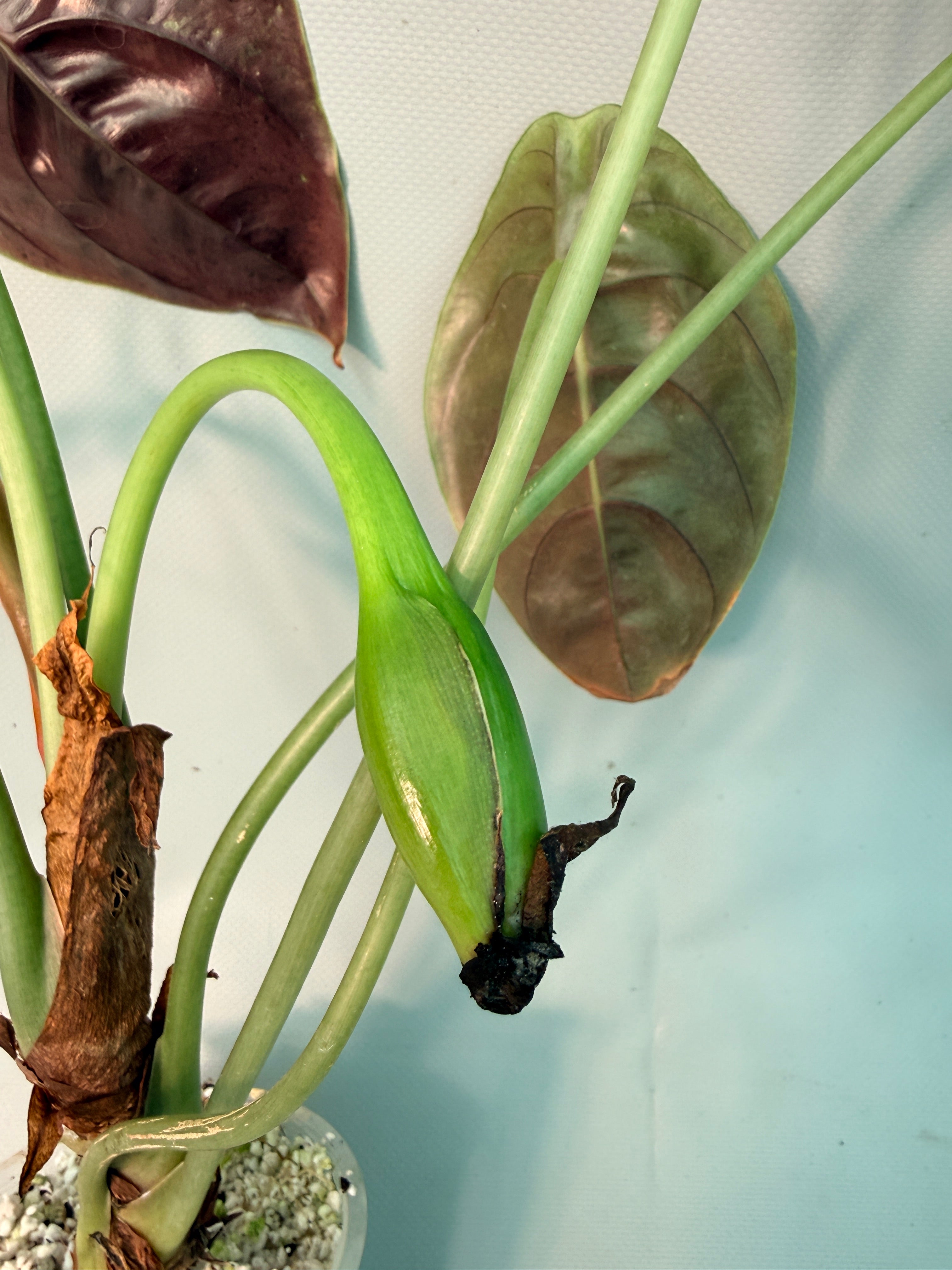 Alocasia Cuprea 2