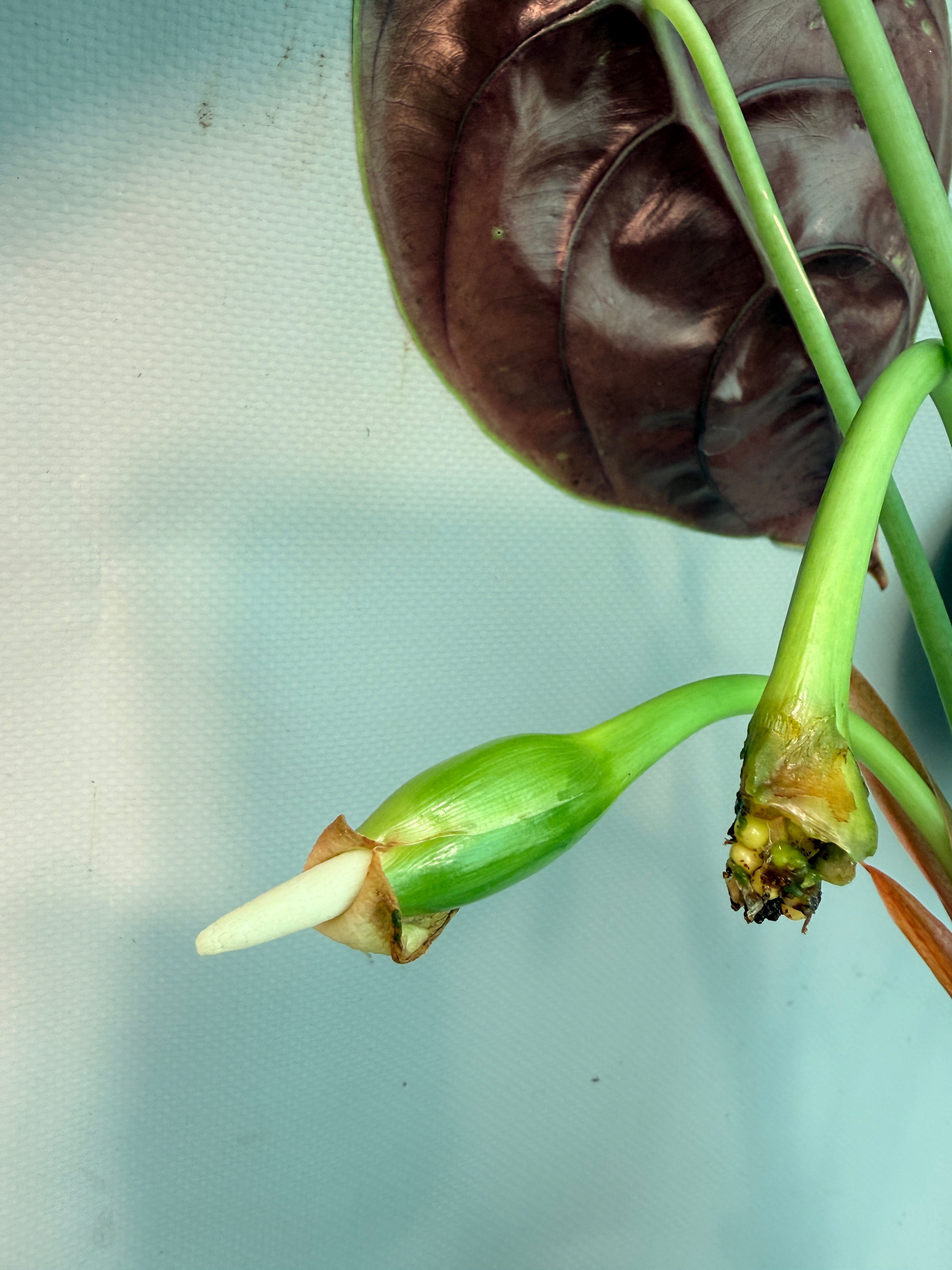 Alocasia Cuprea 03