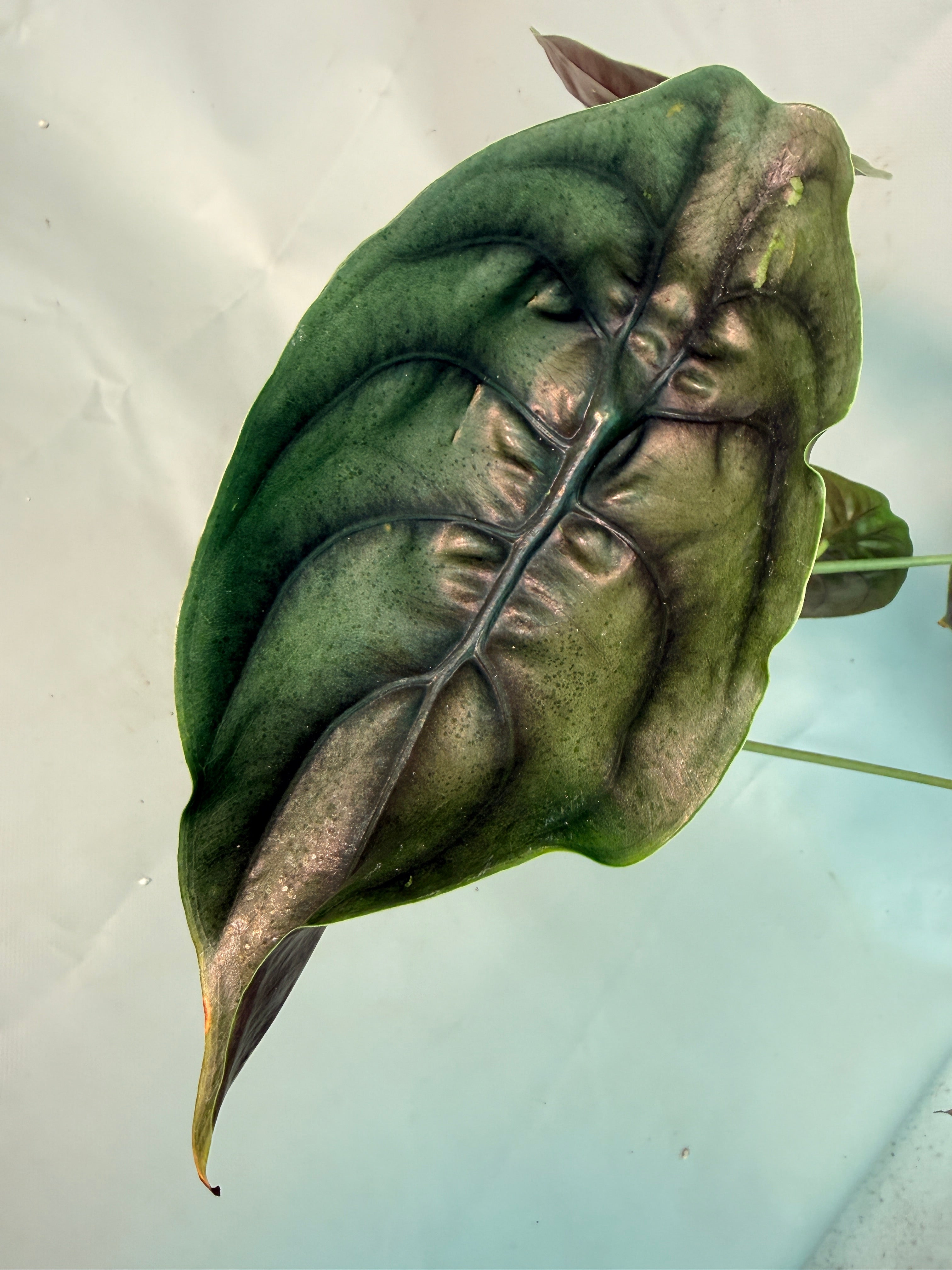 Alocasia Cuprea 04