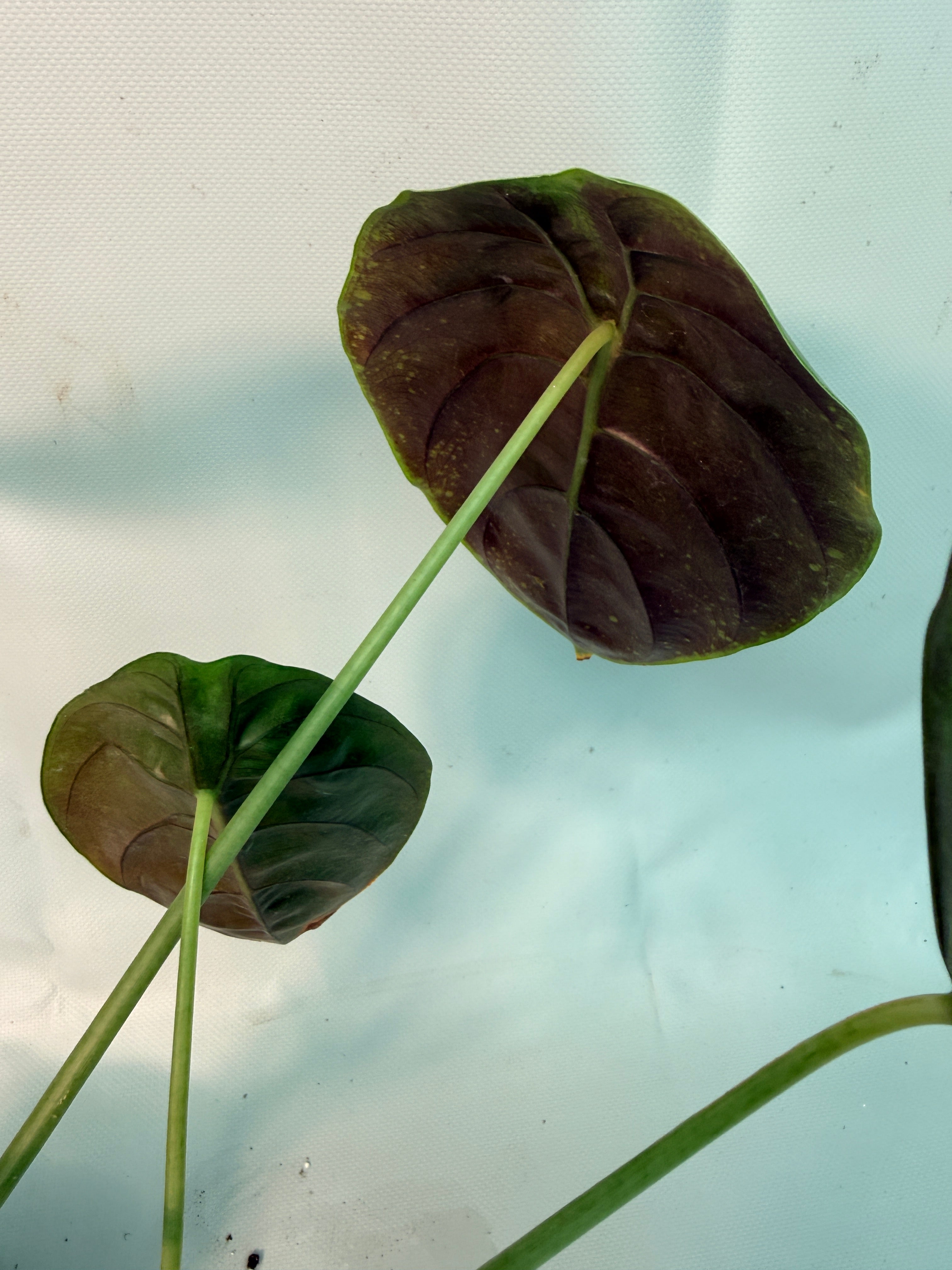 Alocasia Cuprea 05