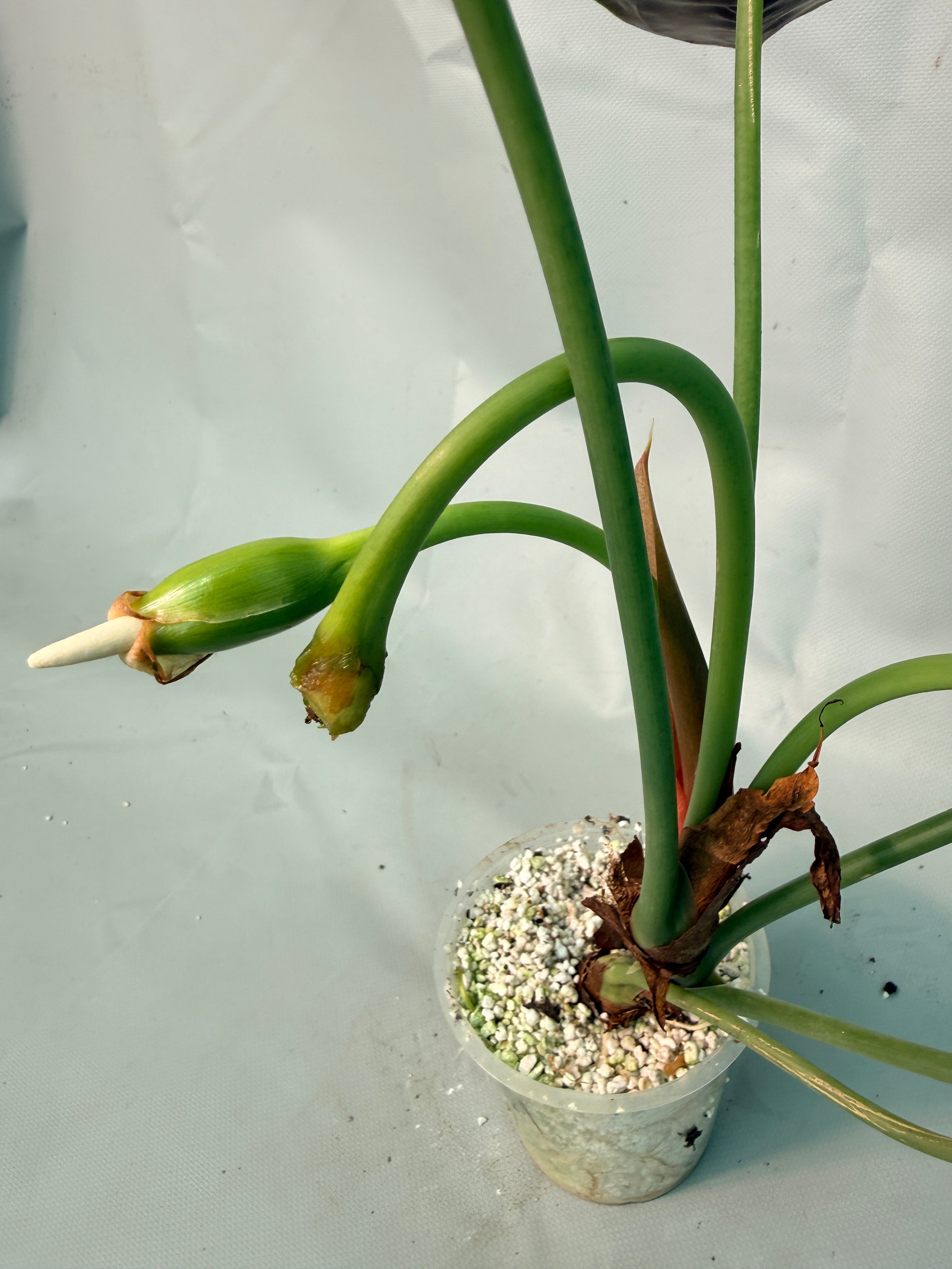 Alocasia Cuprea