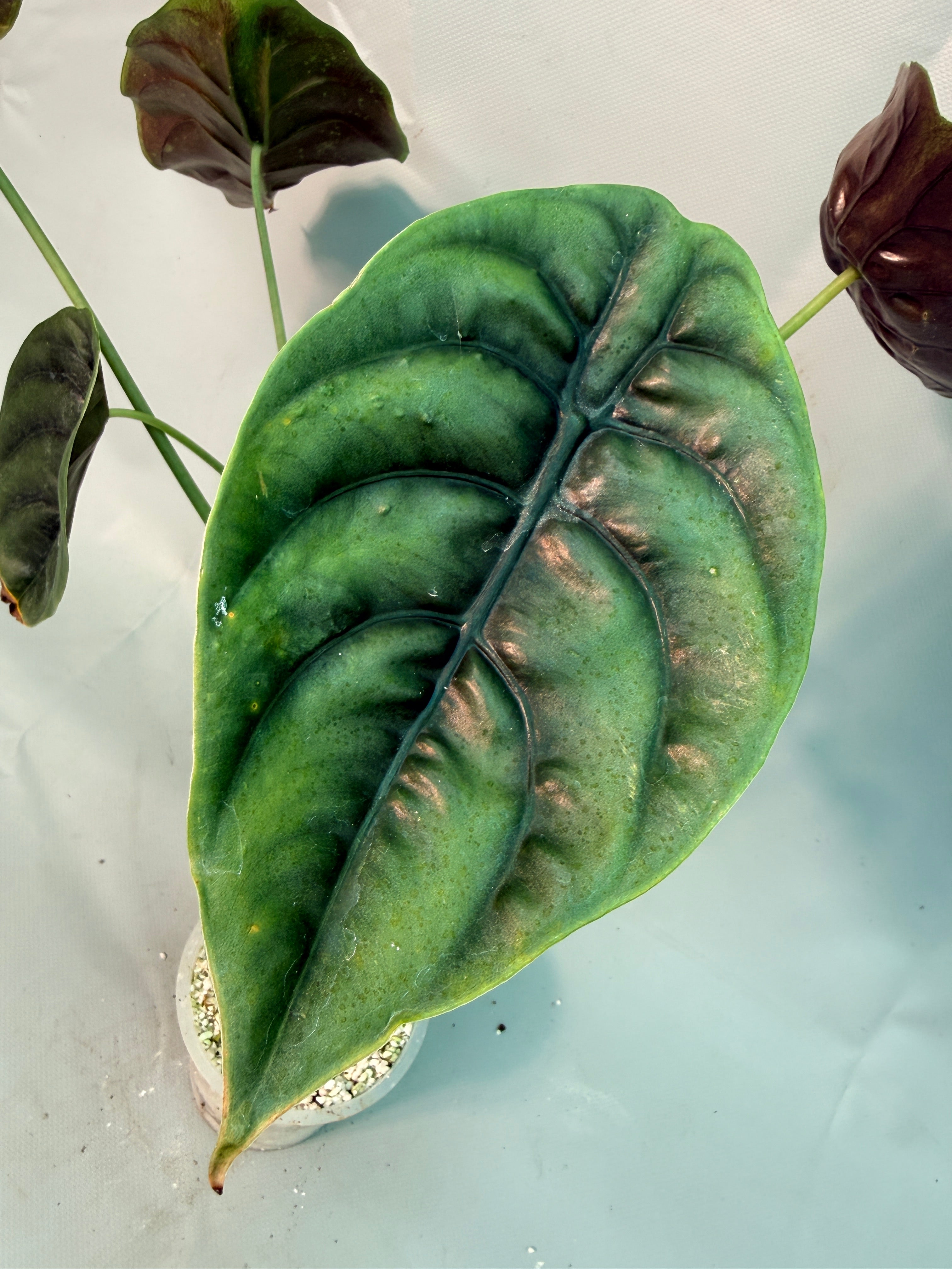 Alocasia Cuprea