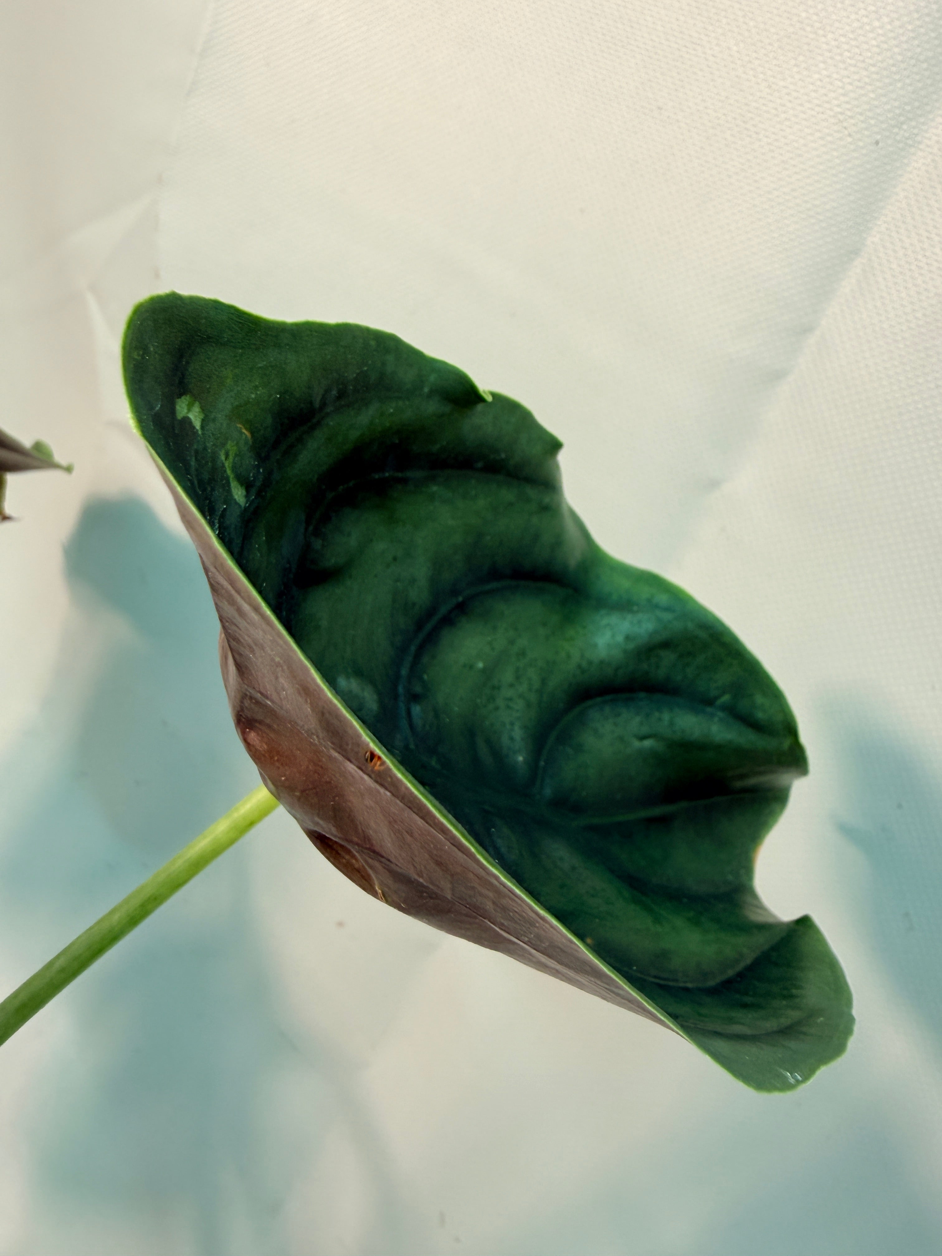 Alocasia Cuprea