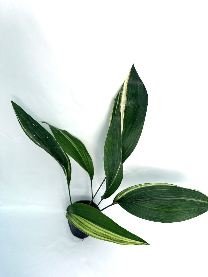 Aspidistra_Elatior_Variegata