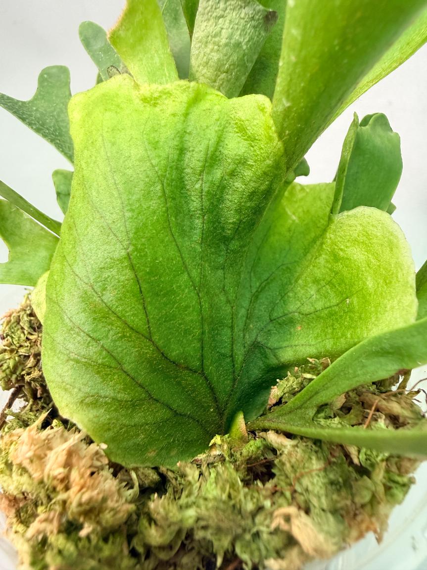 Platycerium Ridleyi var. Coral 04