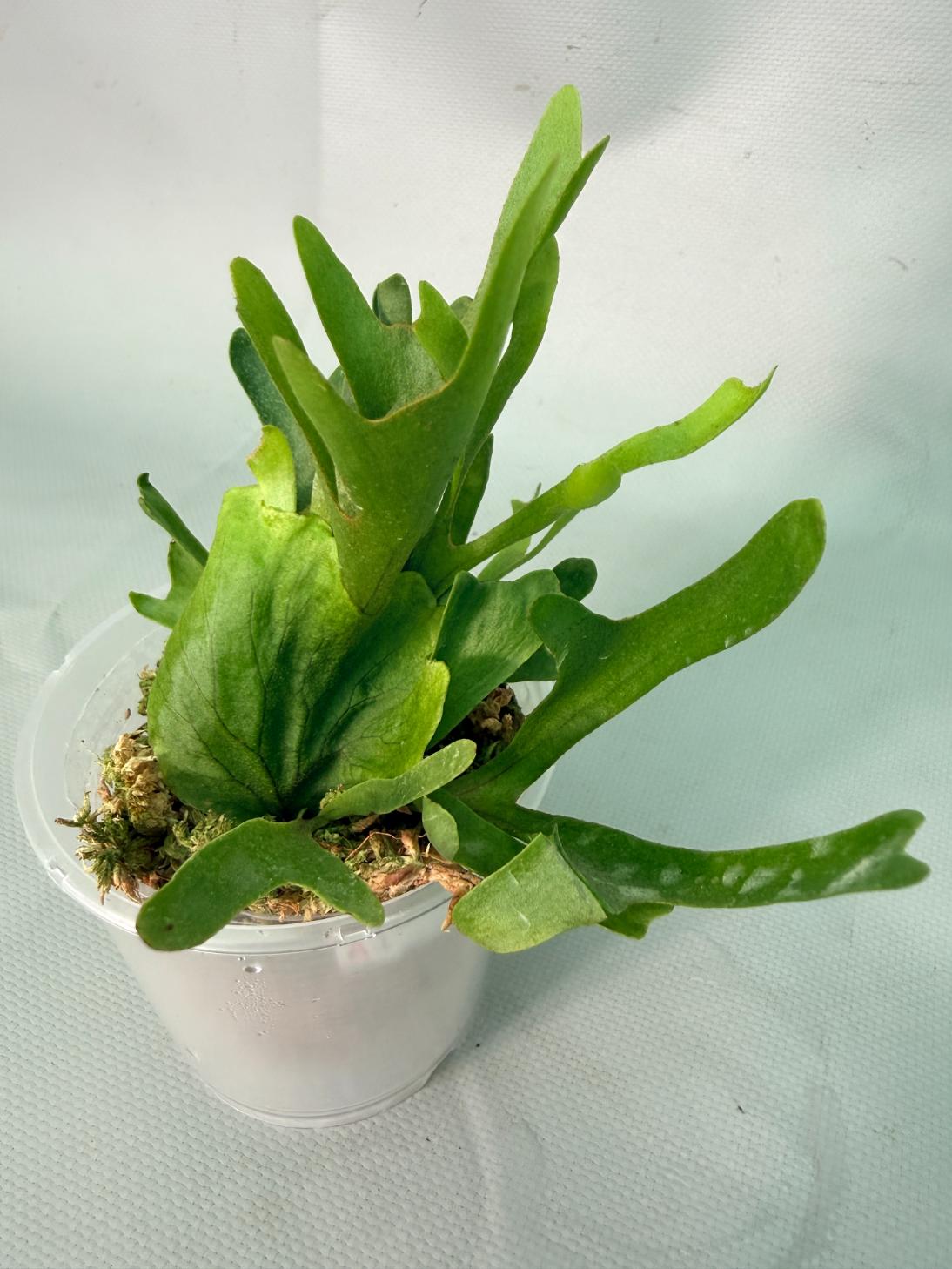 Platycerium Ridleyi var. Coral 09