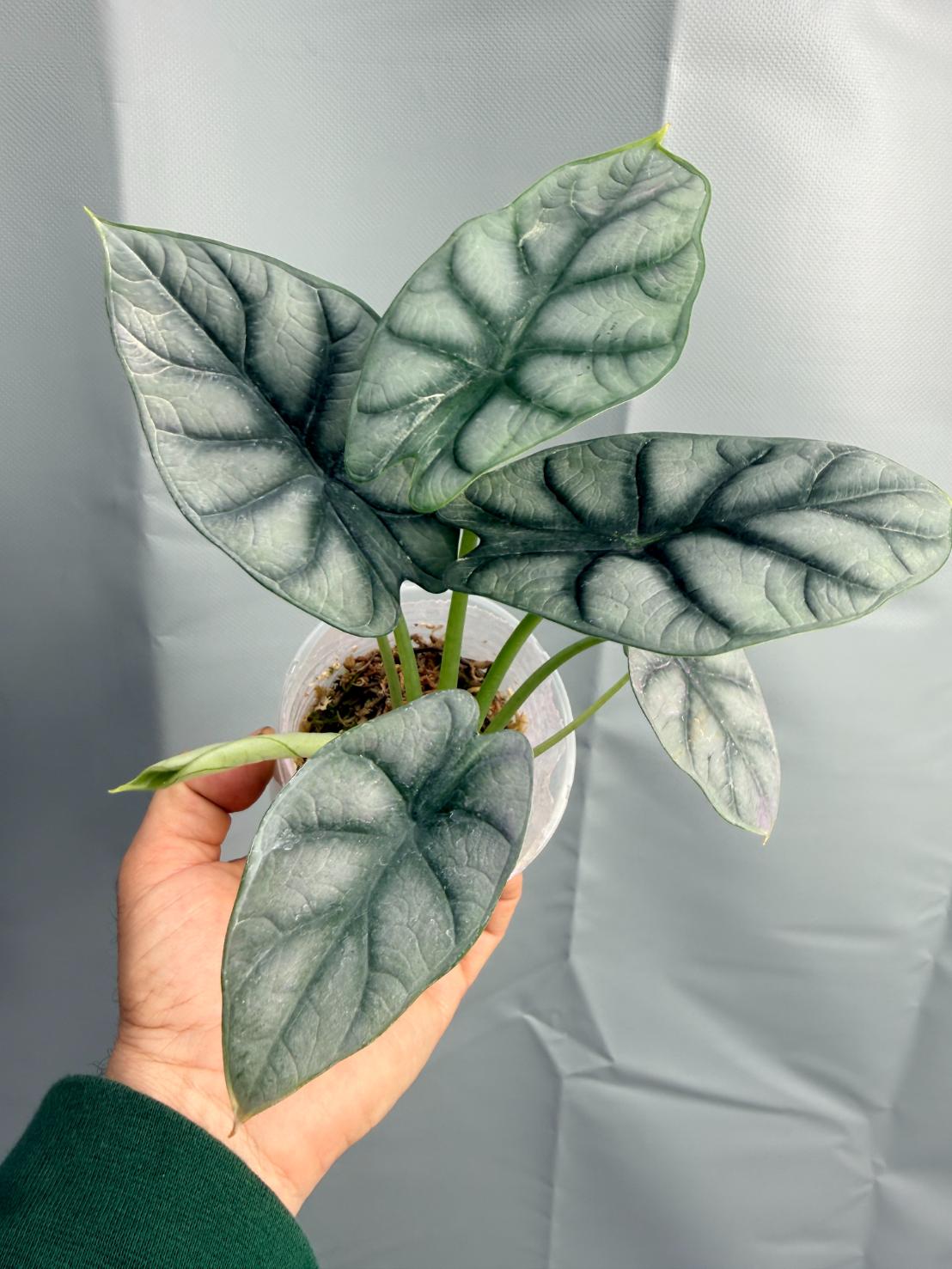 Alocasia Silver Dragon