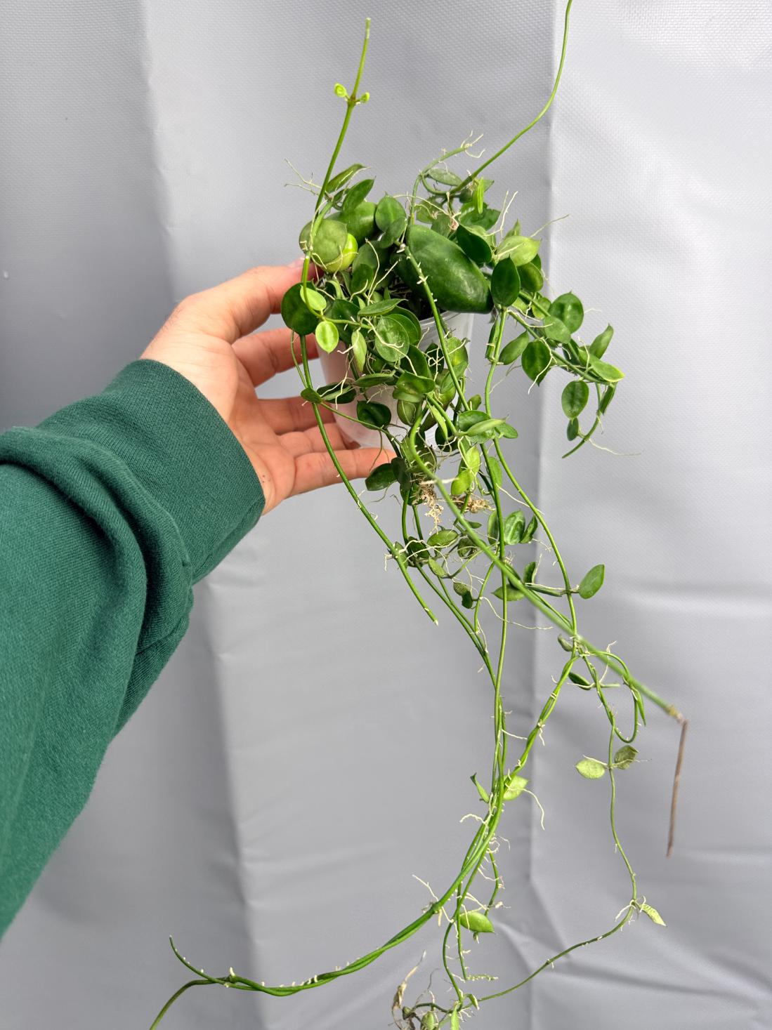 Dischidia Major 'Rattle Shulls'
