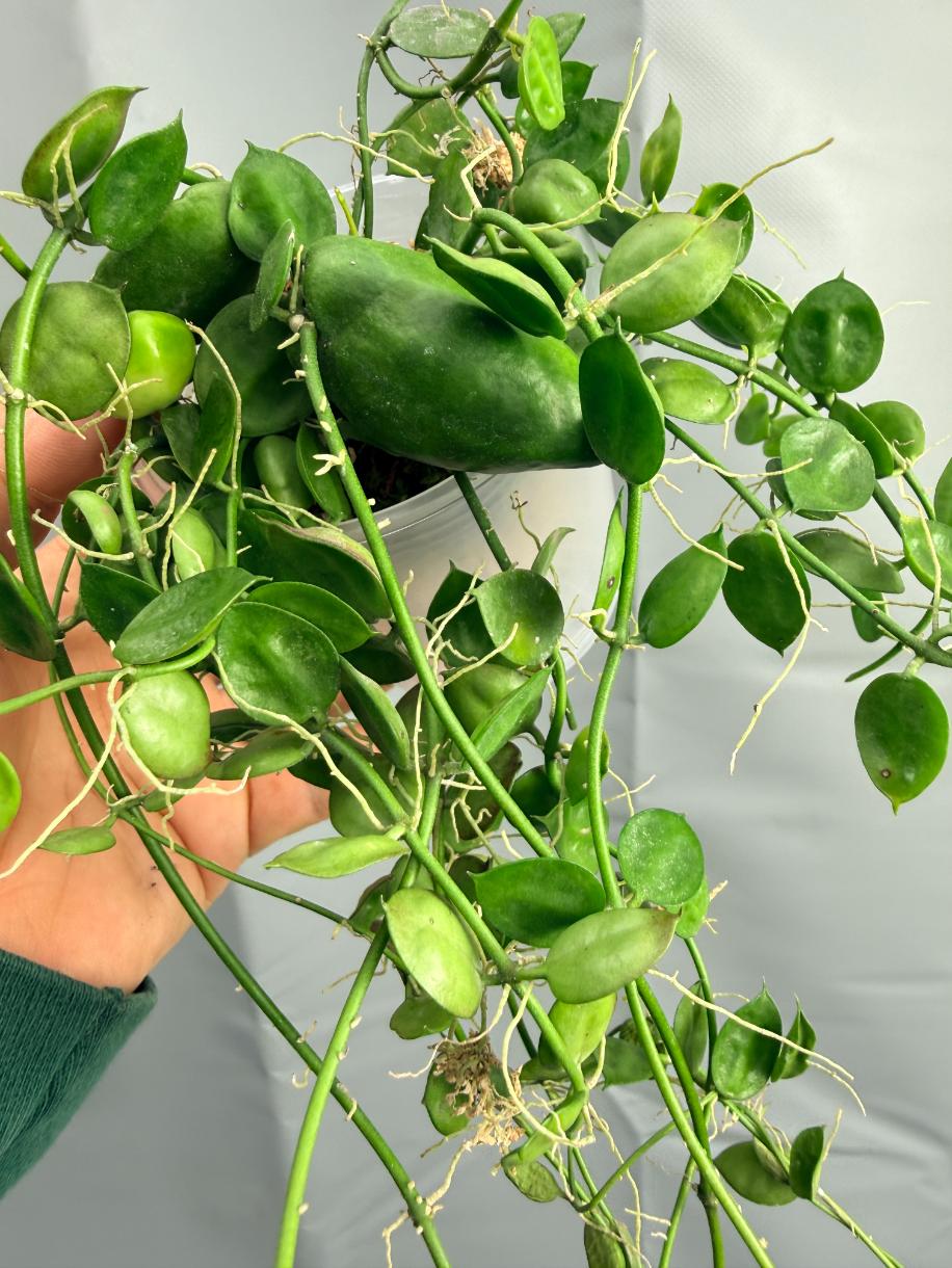 Dischidia Major 'Rattle Shulls'