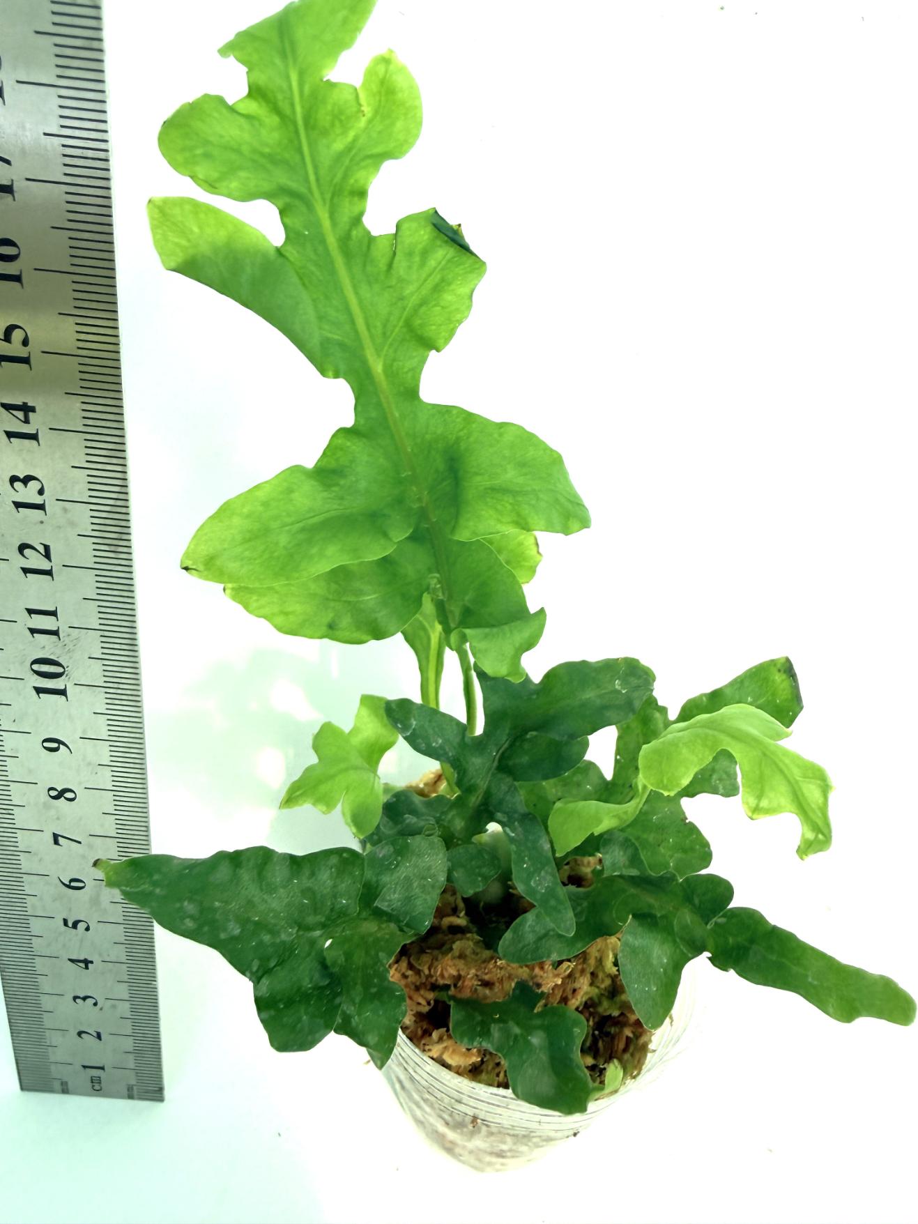 Lecanopteris Luzonensis 4