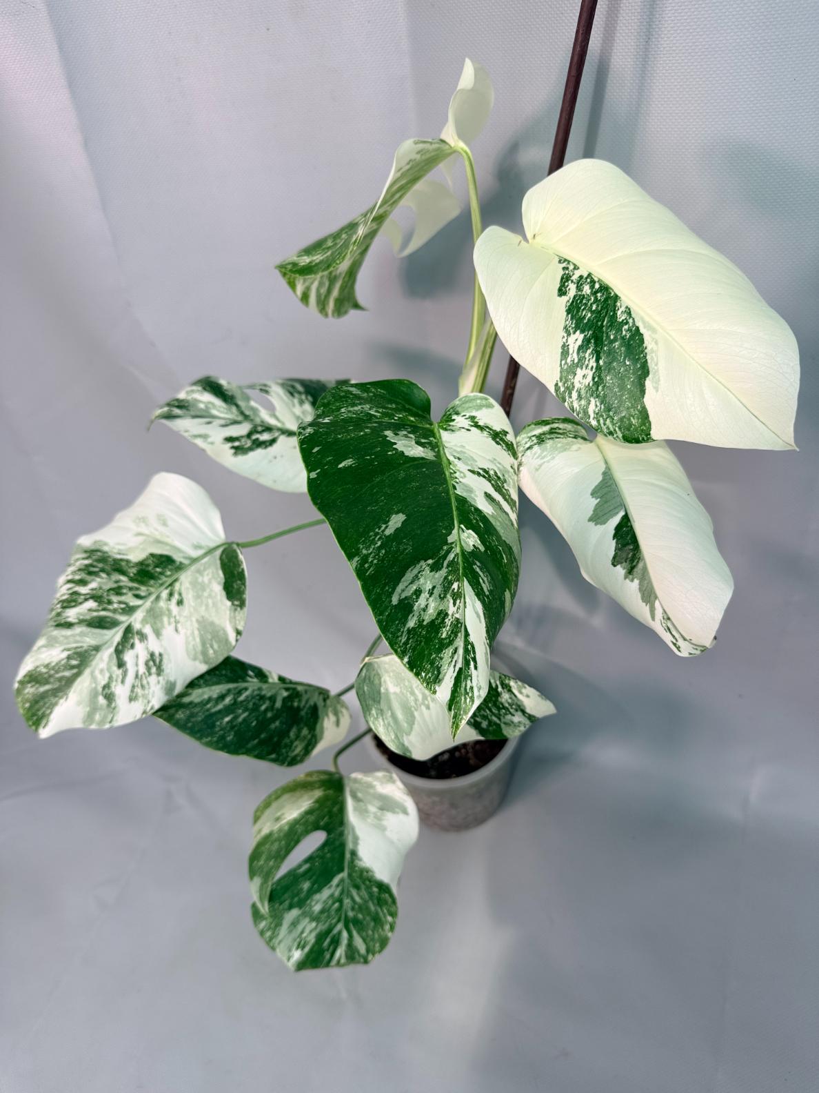Monstera Albo Variegata 02