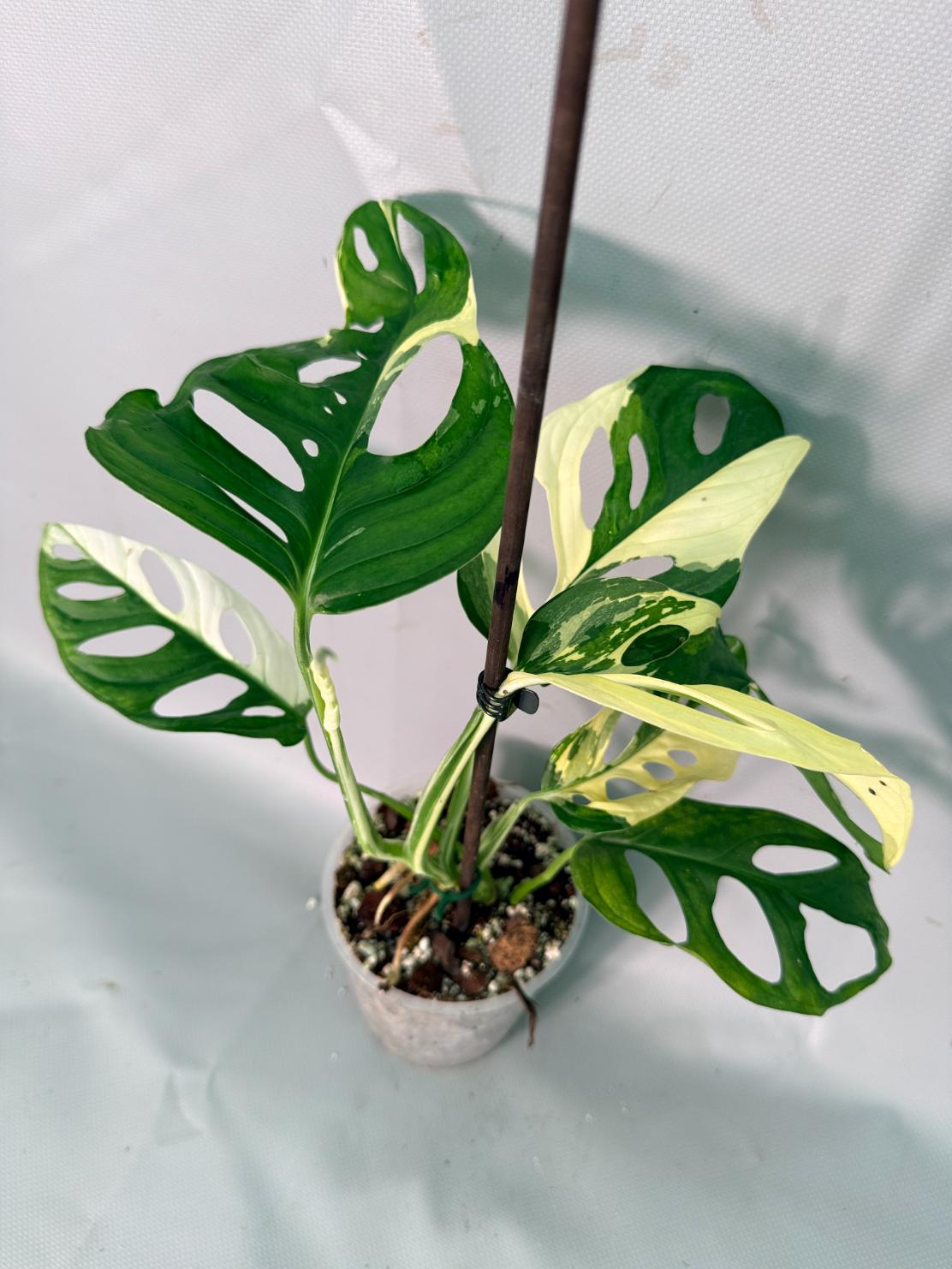 Monstera adansonii variegata