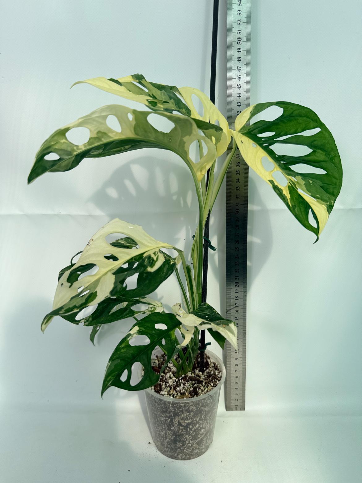 MonsteraAdansoniiVariegata_01