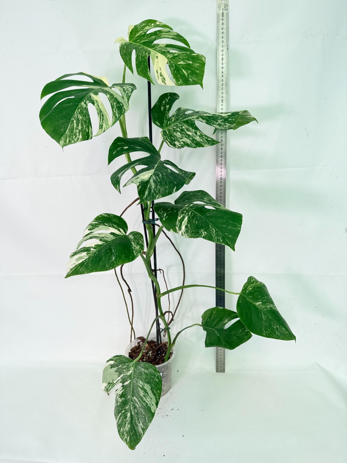 Monstera Albo Variegata XL 01