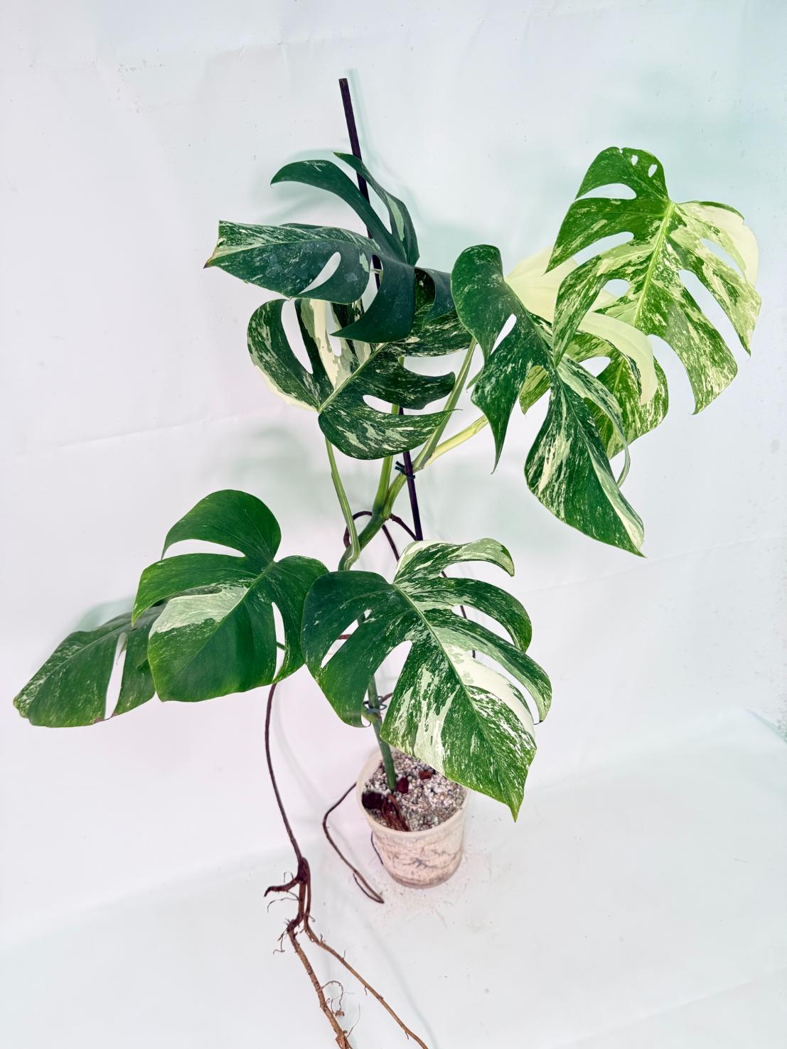Monstera Albo Variegata XXL 02