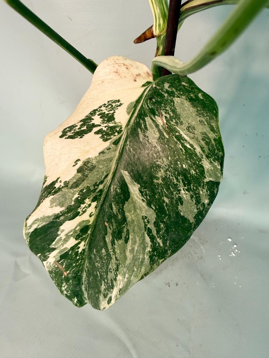 Monstera Albo Variegata 09