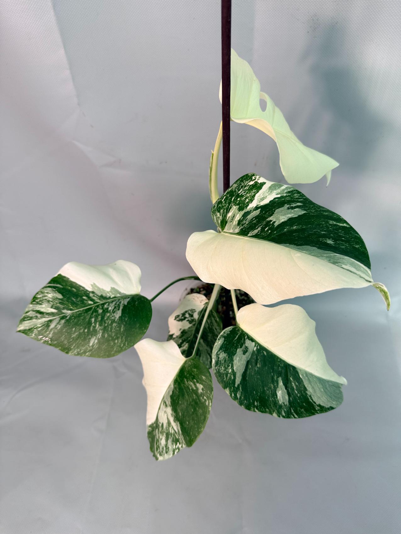 Monstera Albo Variegata 02