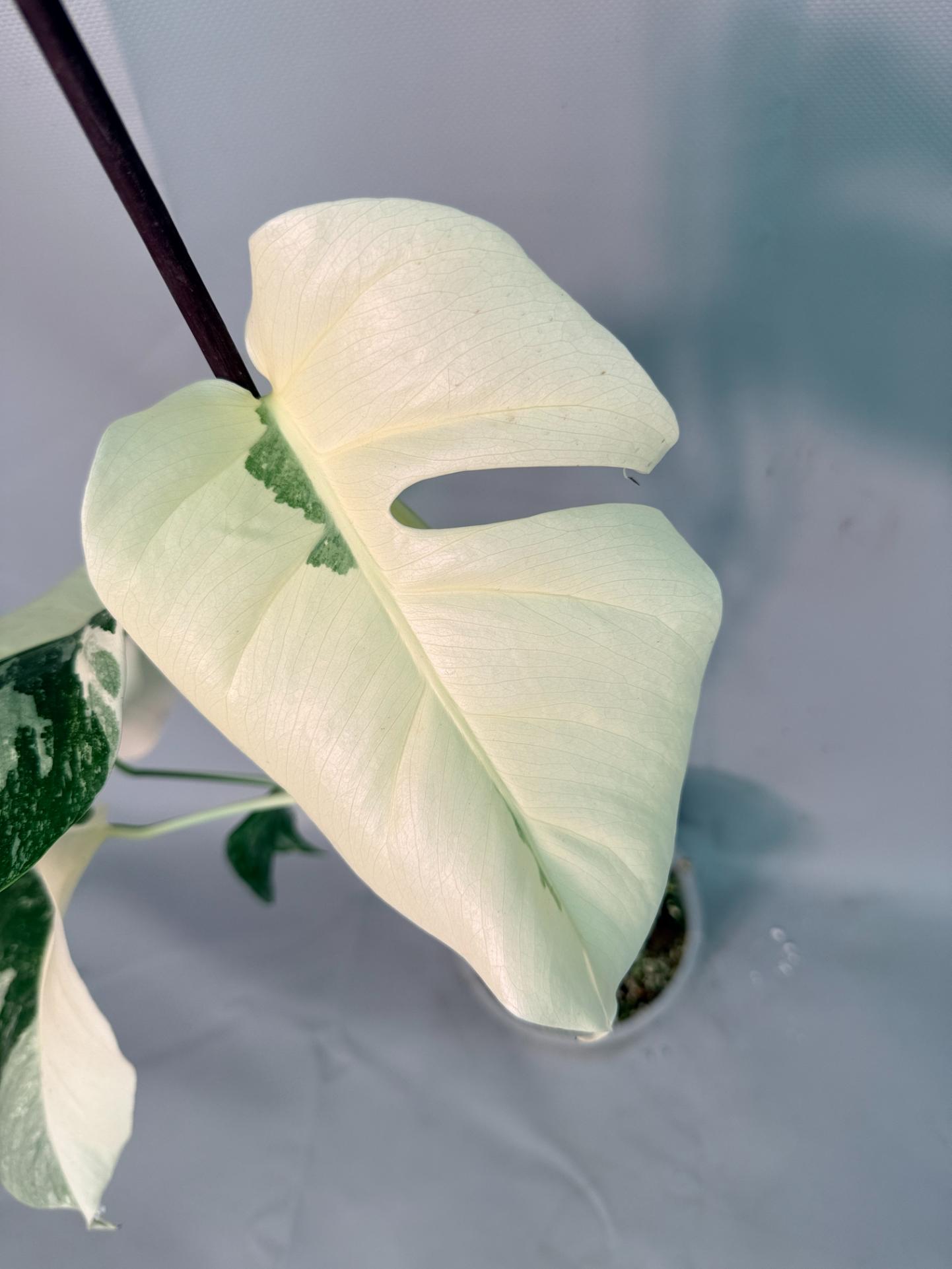 Monstera Albo Variegata 05
