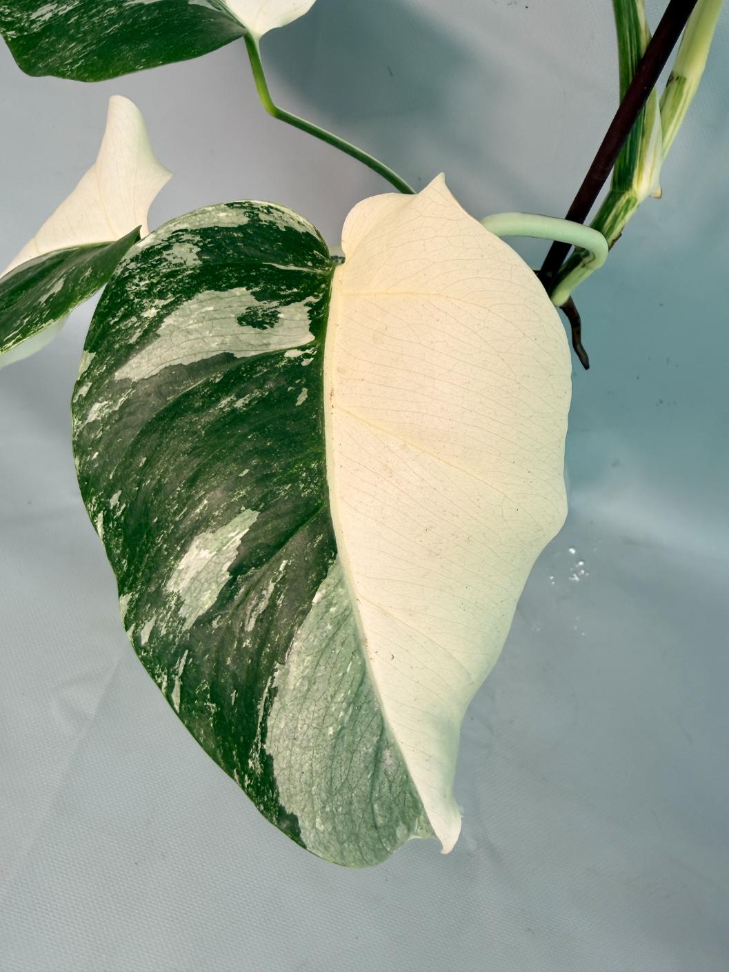 Monstera Albo Variegata 06