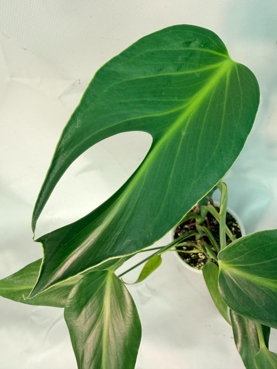 Monstera Burle Marx Flame XL 02