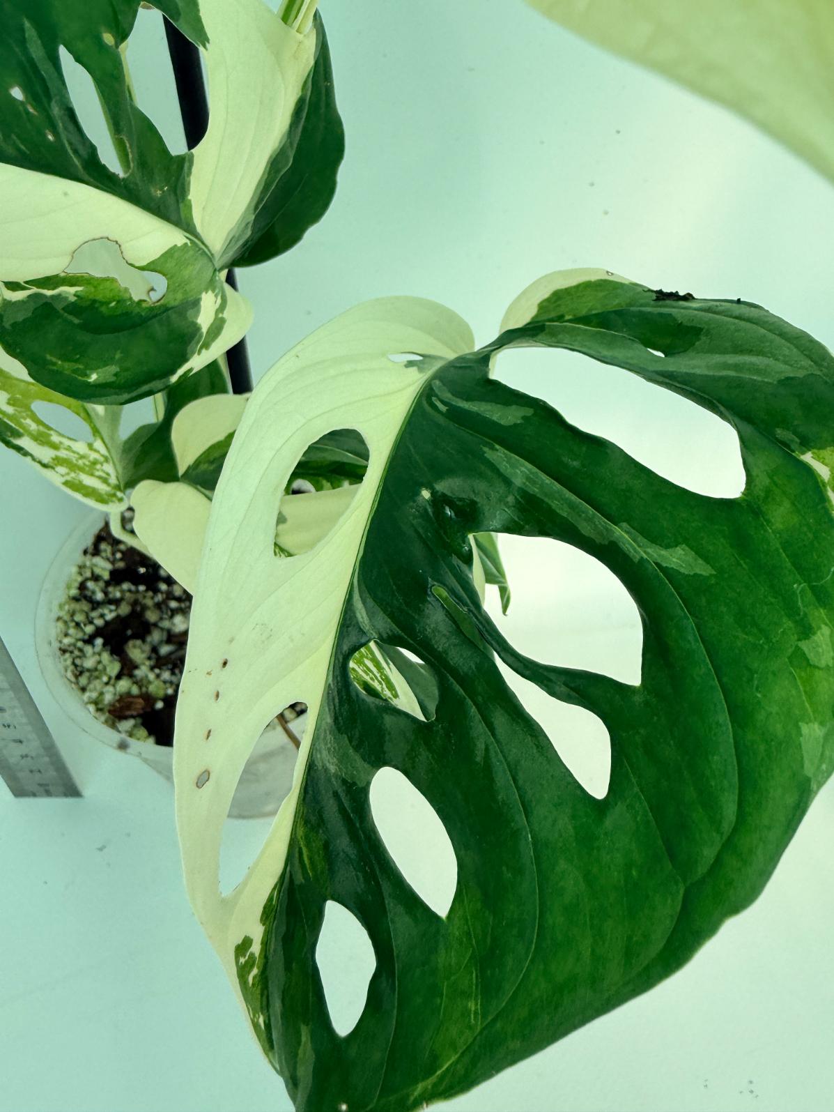 Monstera Adansonii Variegata 2