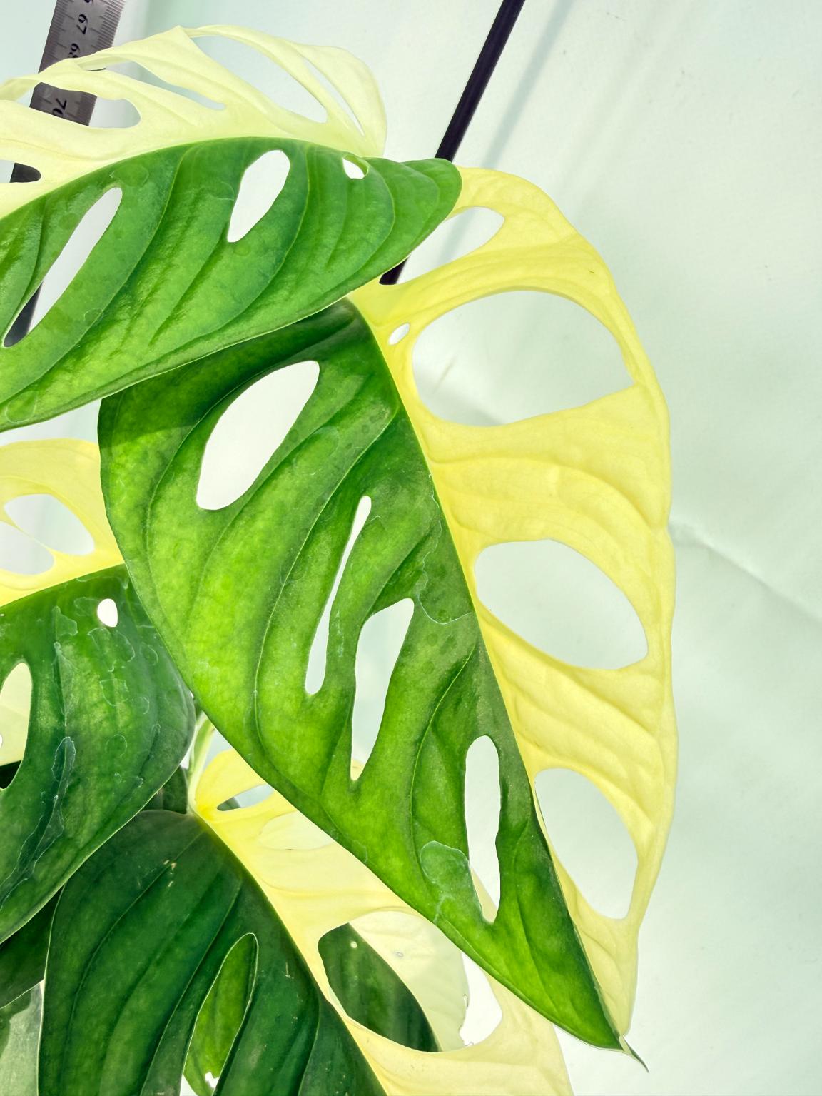 Monstera Adansonii Variegata 2