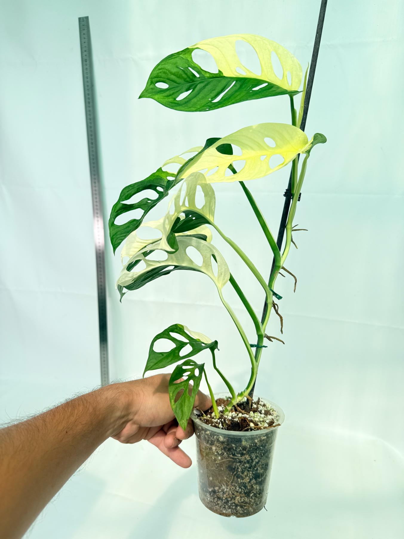 Monstera Adansonii Variegata 8
