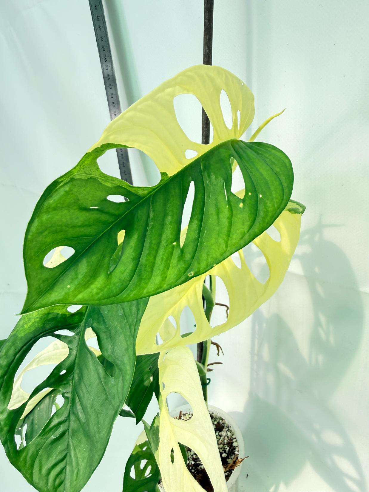 Monstera Adansonii Variegata 3