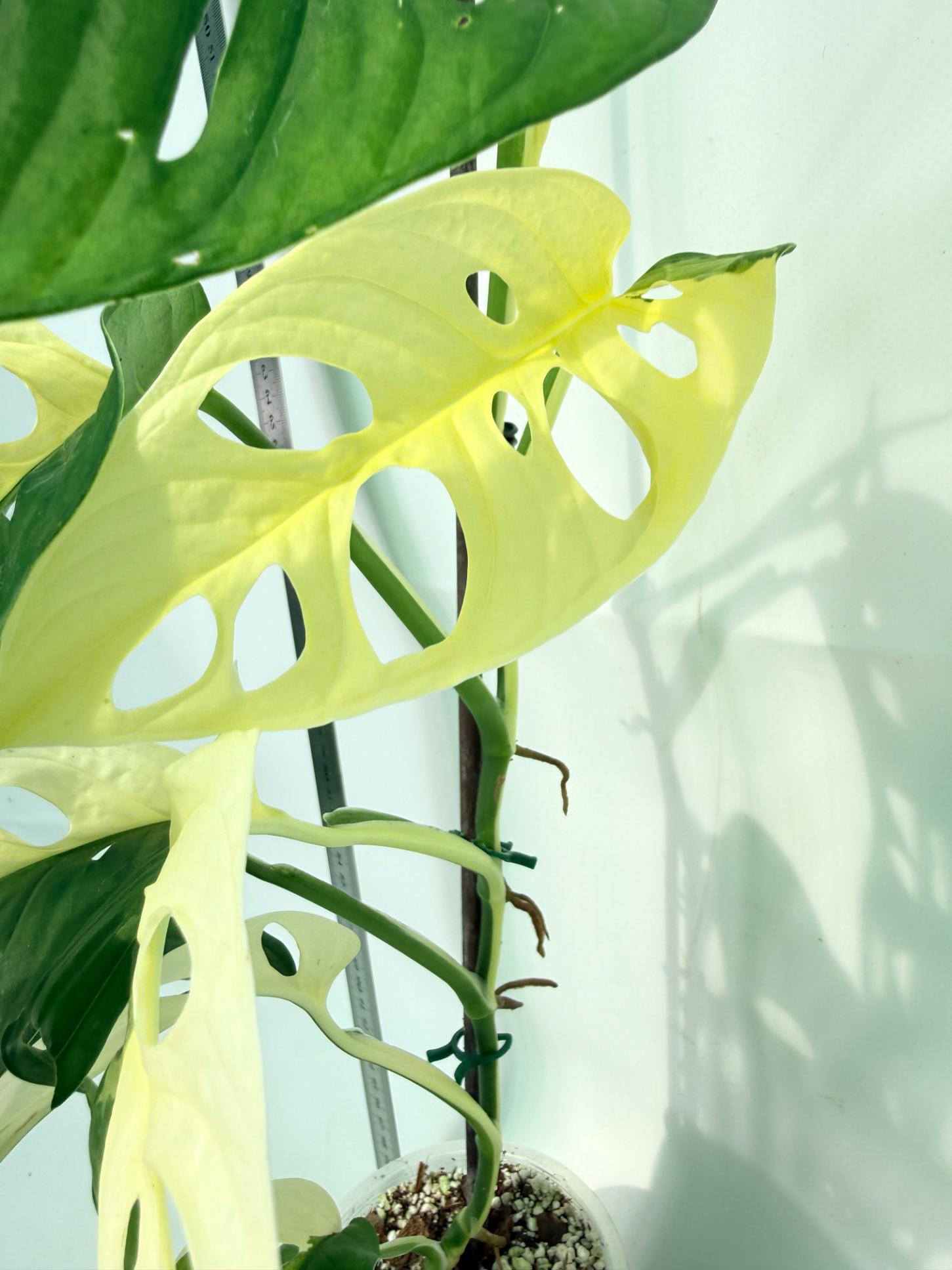 Monstera Adansonii Variegata 2
