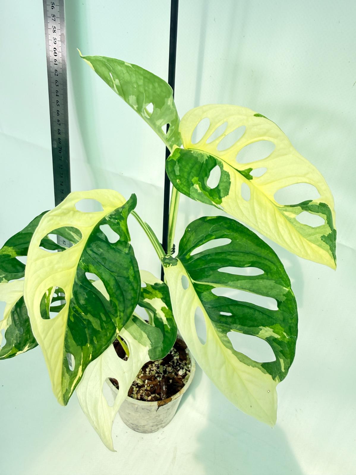Monstera Adansonii Variegata 2