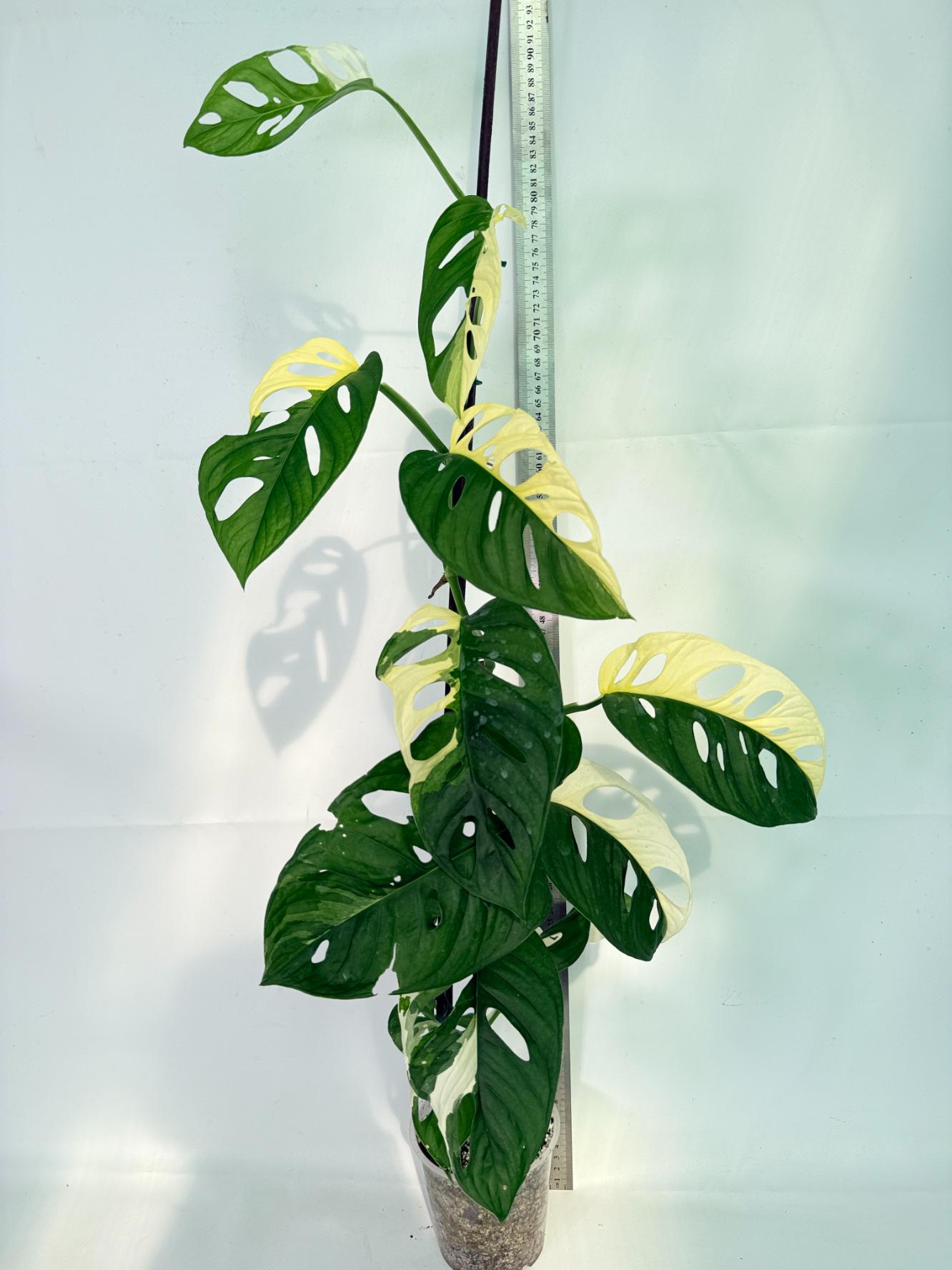 Monstera Adansonii Variegata15