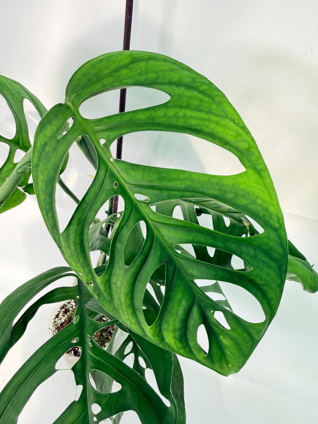 Monstera Esqueleto XL 2