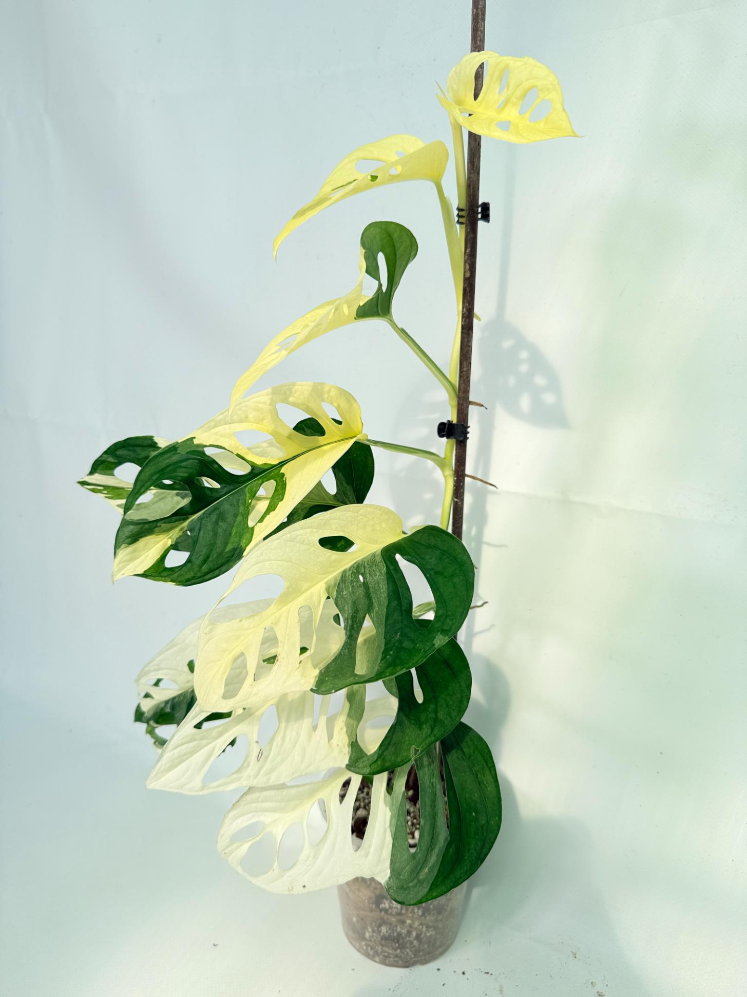 Monstera Adansonii Variegata 03