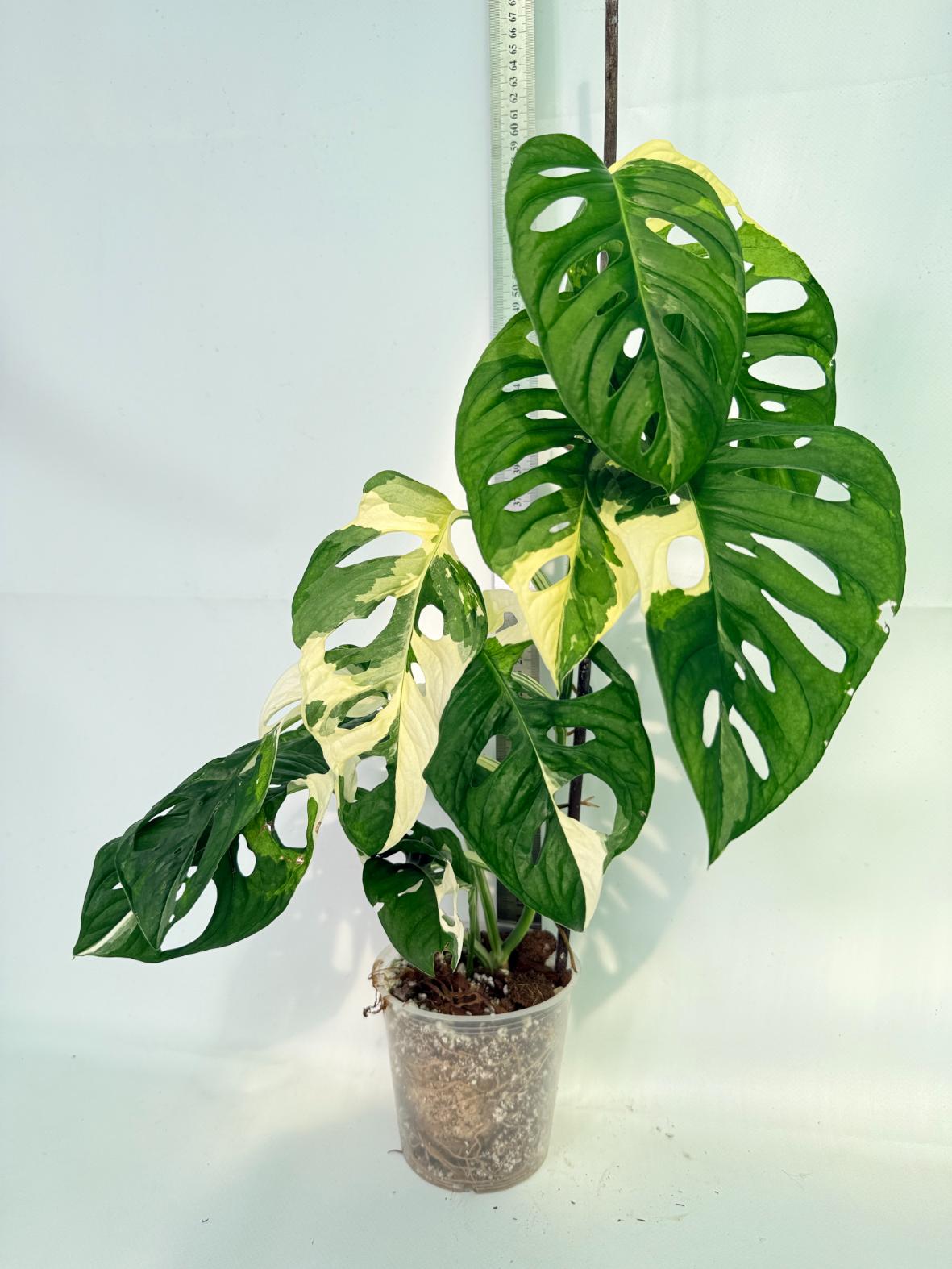 Monstera Adansonii Variegata 01