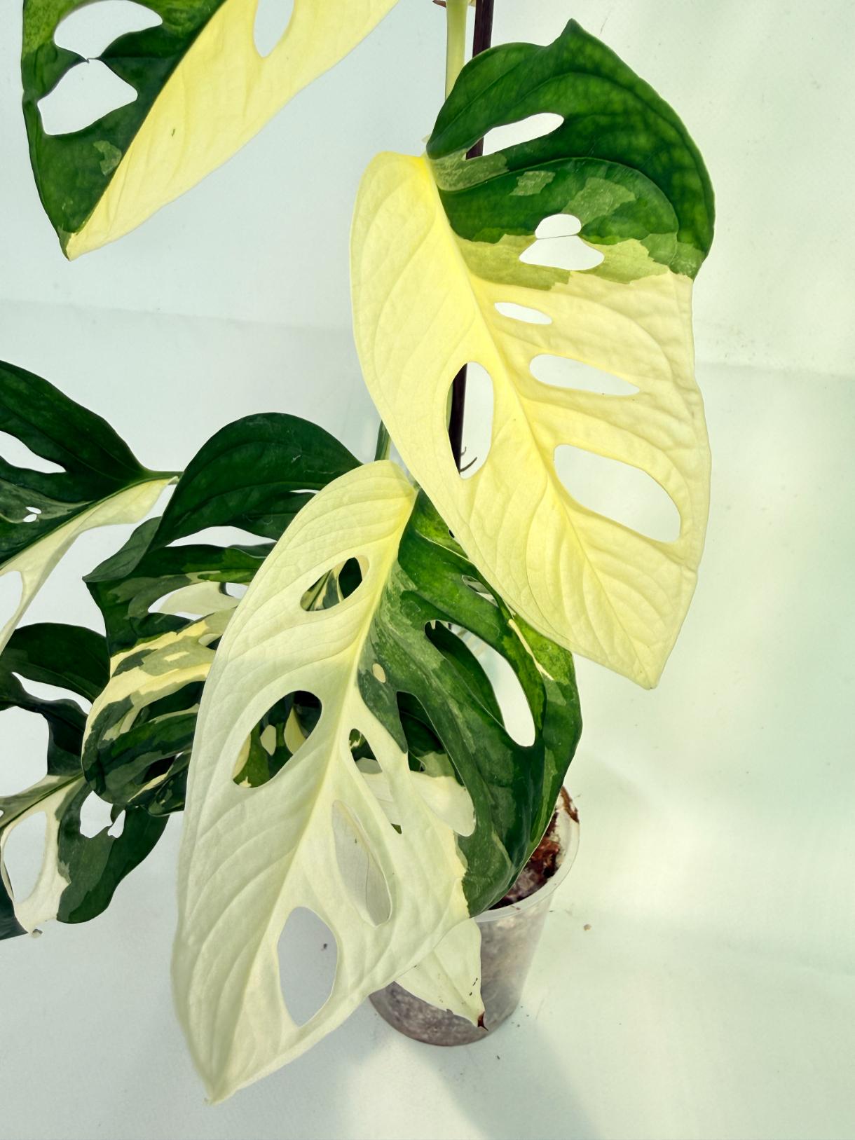 Monstera Adansonii Variegata 04