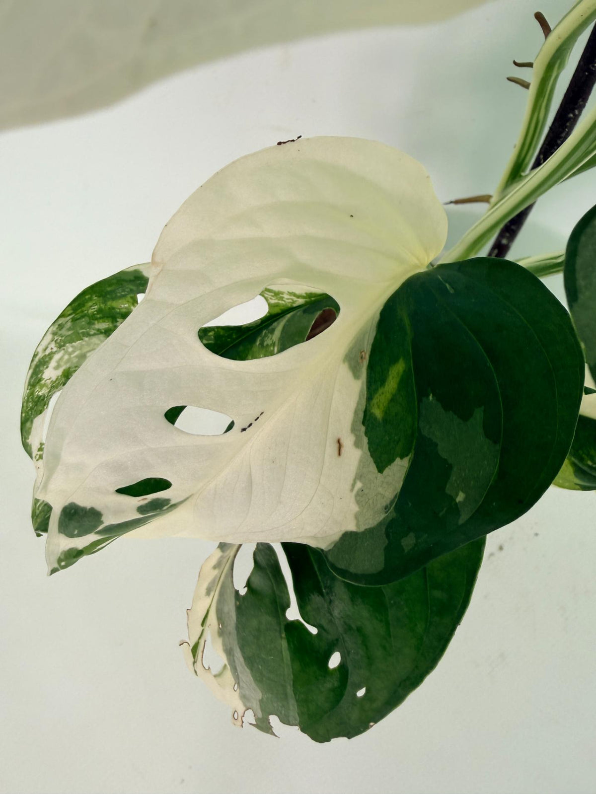 Monstera Adansonii Variegata 08