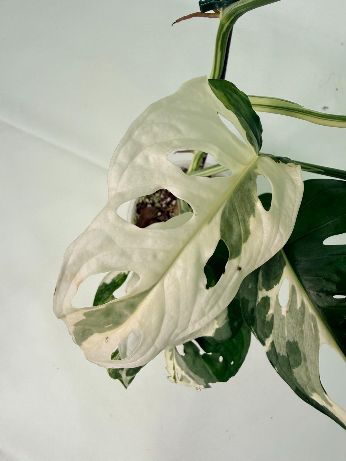 Monstera Adansonii Variegata 09
