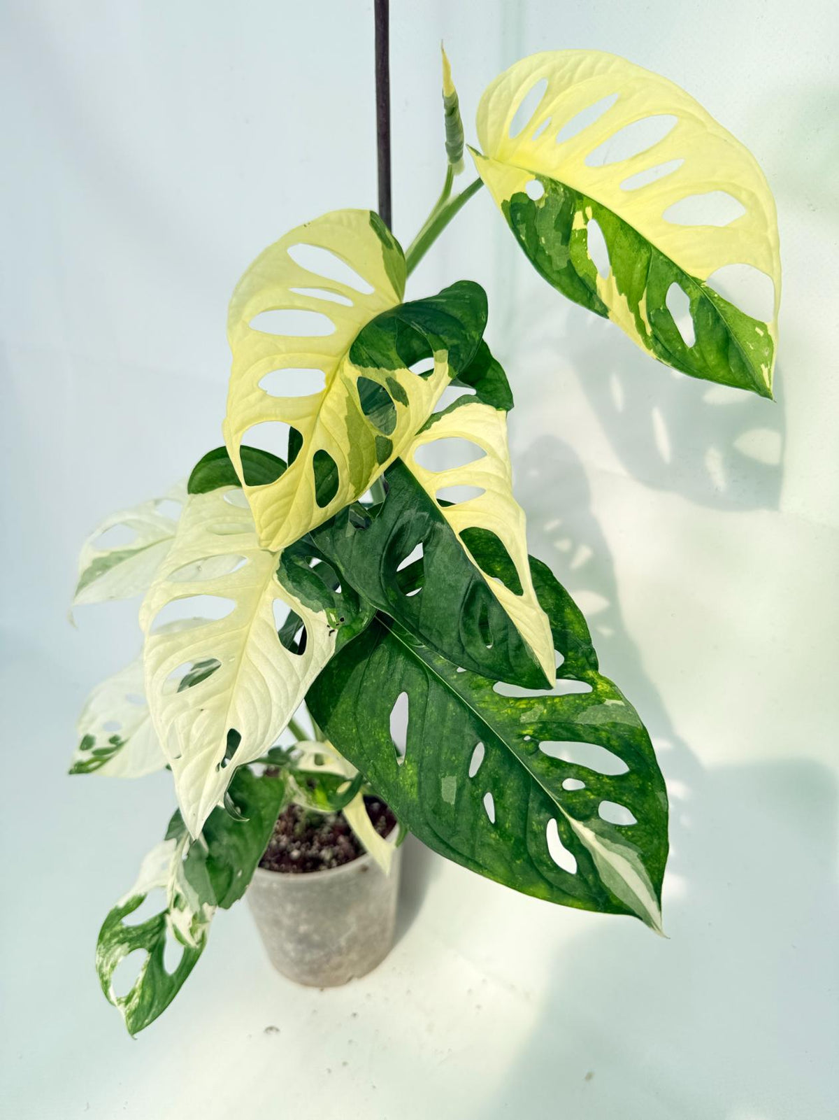 Monstera Adansonii Variegata 01