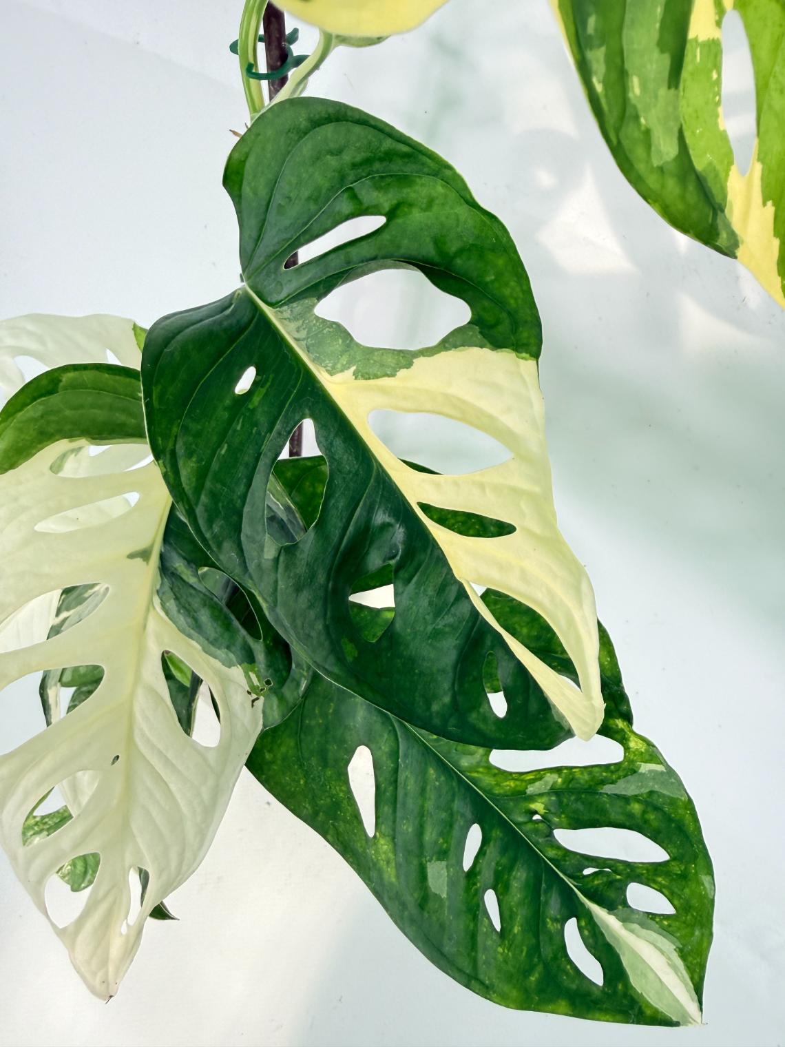 Monstera Adansonii Variegata 02