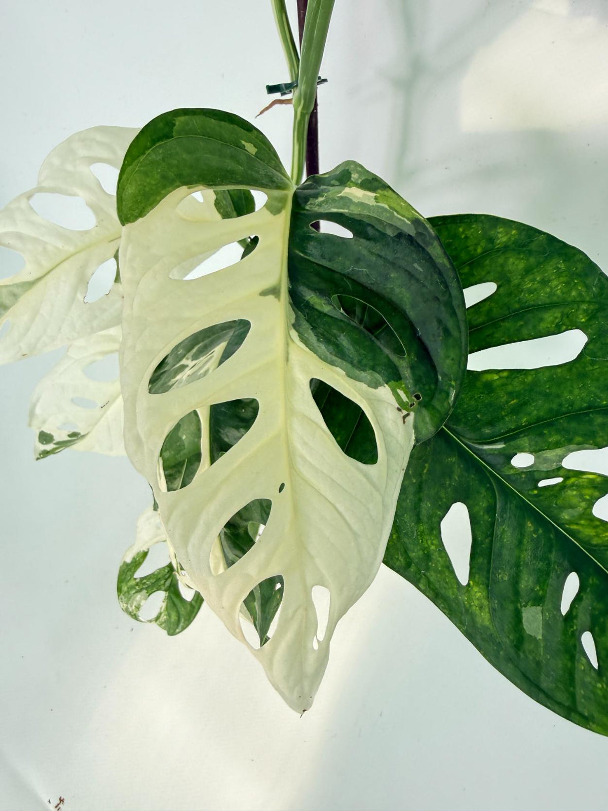 Monstera Adansonii Variegata 12