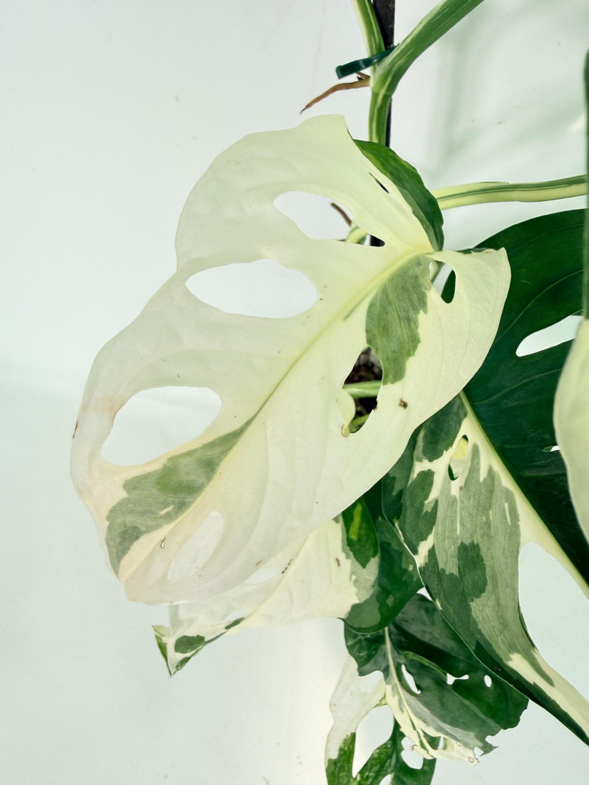 Monstera Adansonii Variegata 13