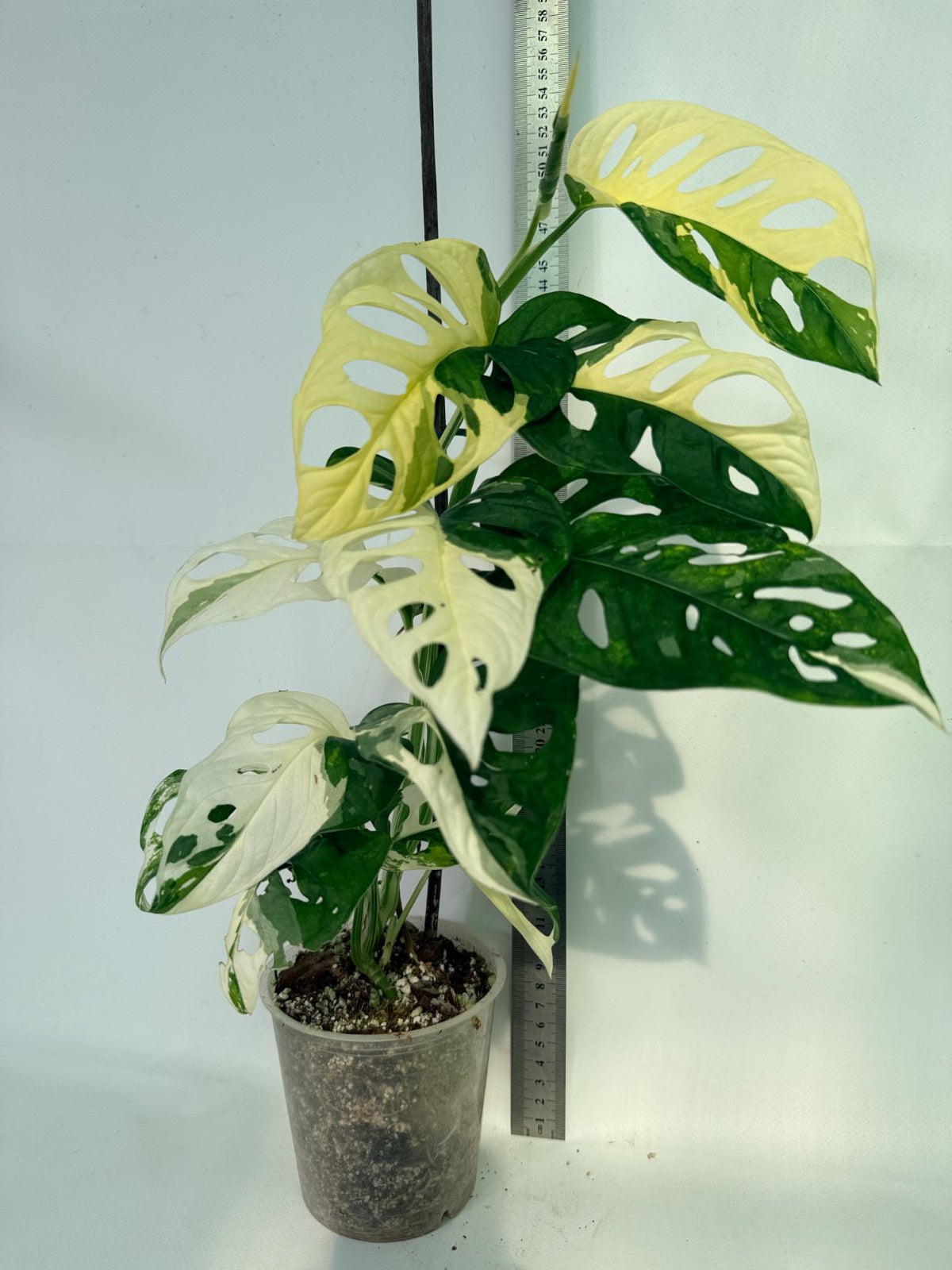 Monstera Adansonii Variegata 03