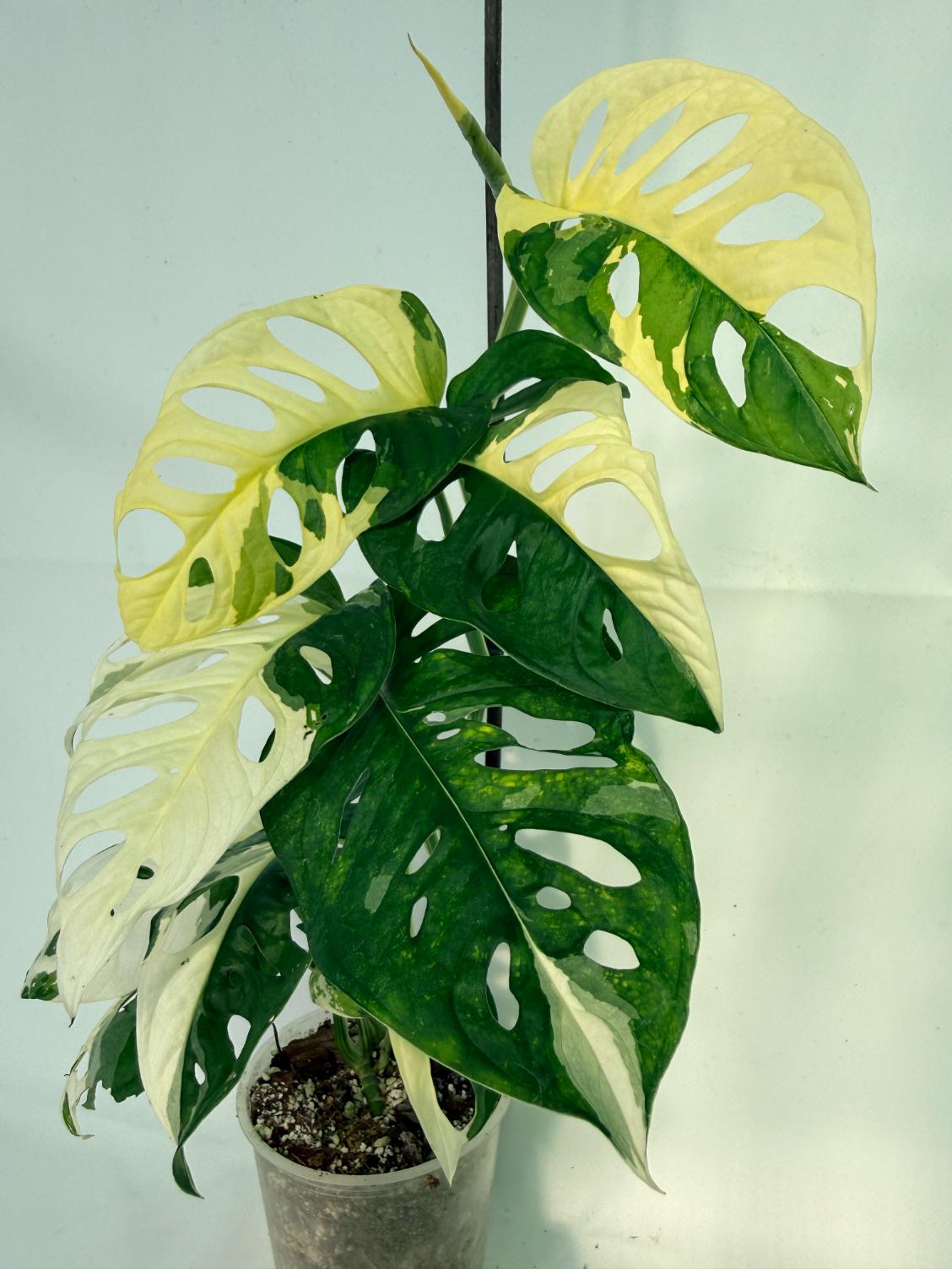 Monstera Adansonii Variegata 04